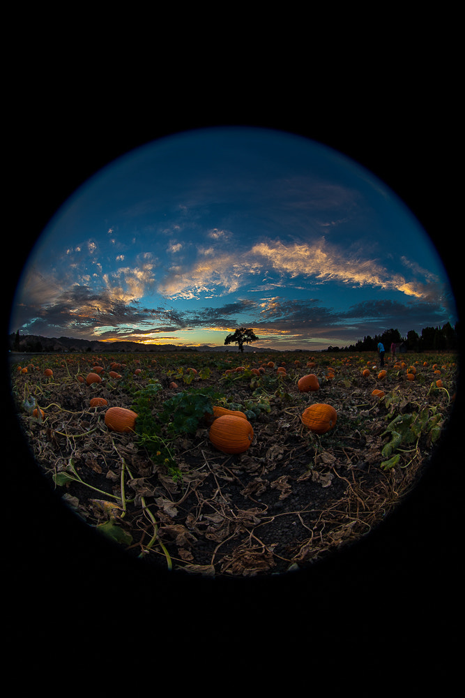 Canon EF 8-15mm F4L Fisheye USM sample photo. Eos d mark ii photography