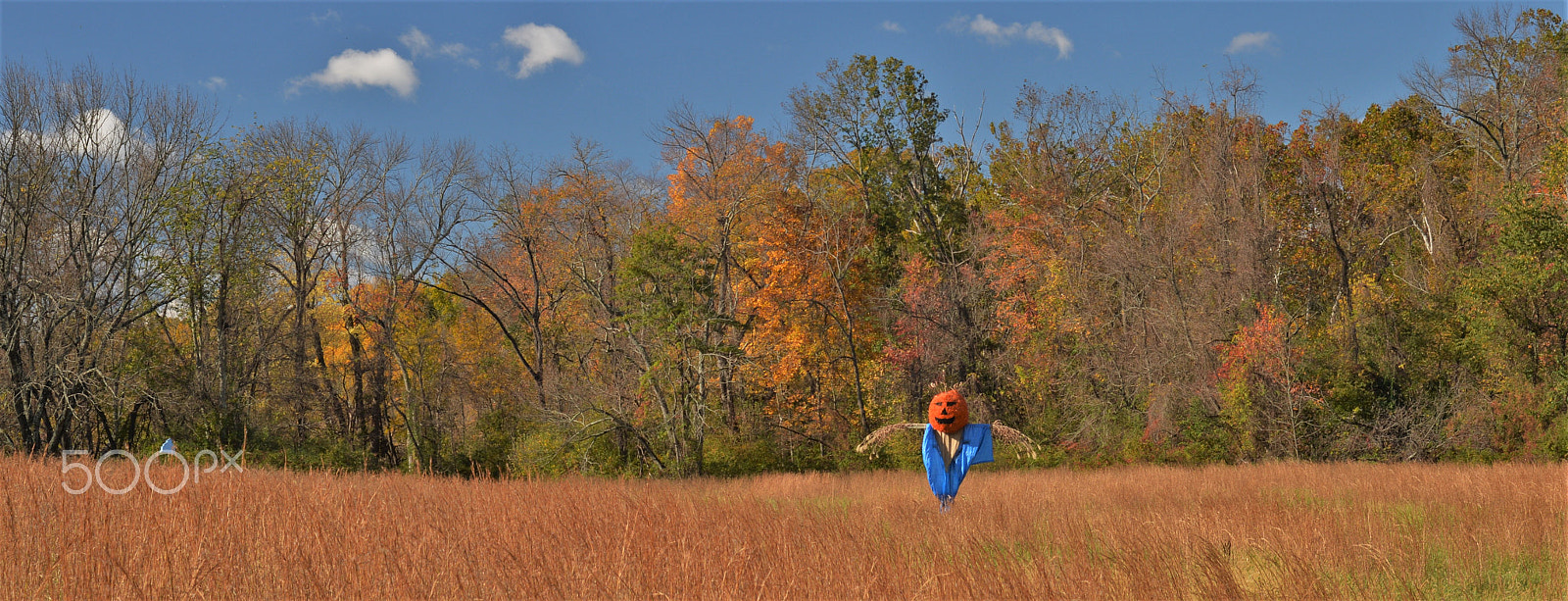 Nikon Df sample photo. Scarecrow photography