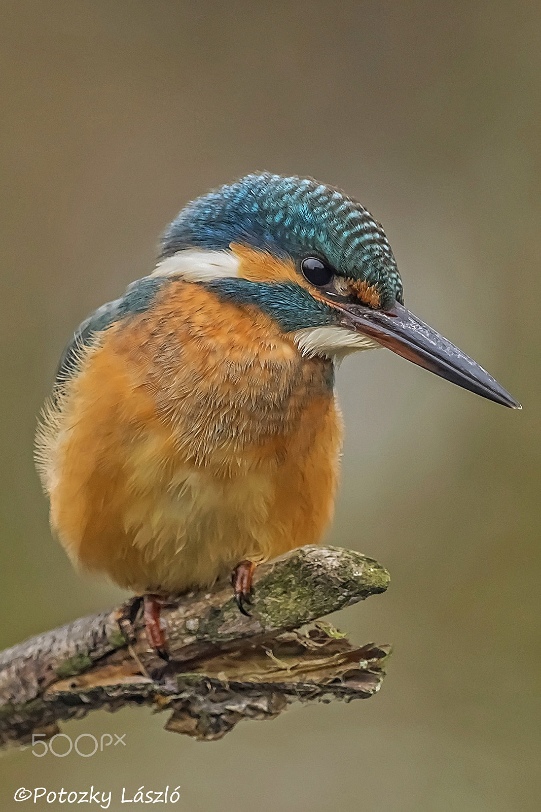 Olympus OM-D E-M1 + OLYMPUS M.300mm F4.0 sample photo. Kingfisher photography