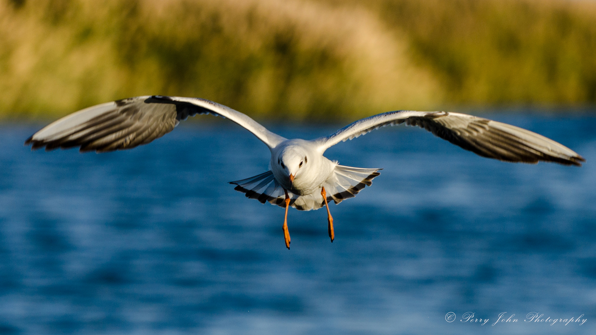 Nikon AF-S Nikkor 70-200mm F4G ED VR sample photo. Sea bird photography
