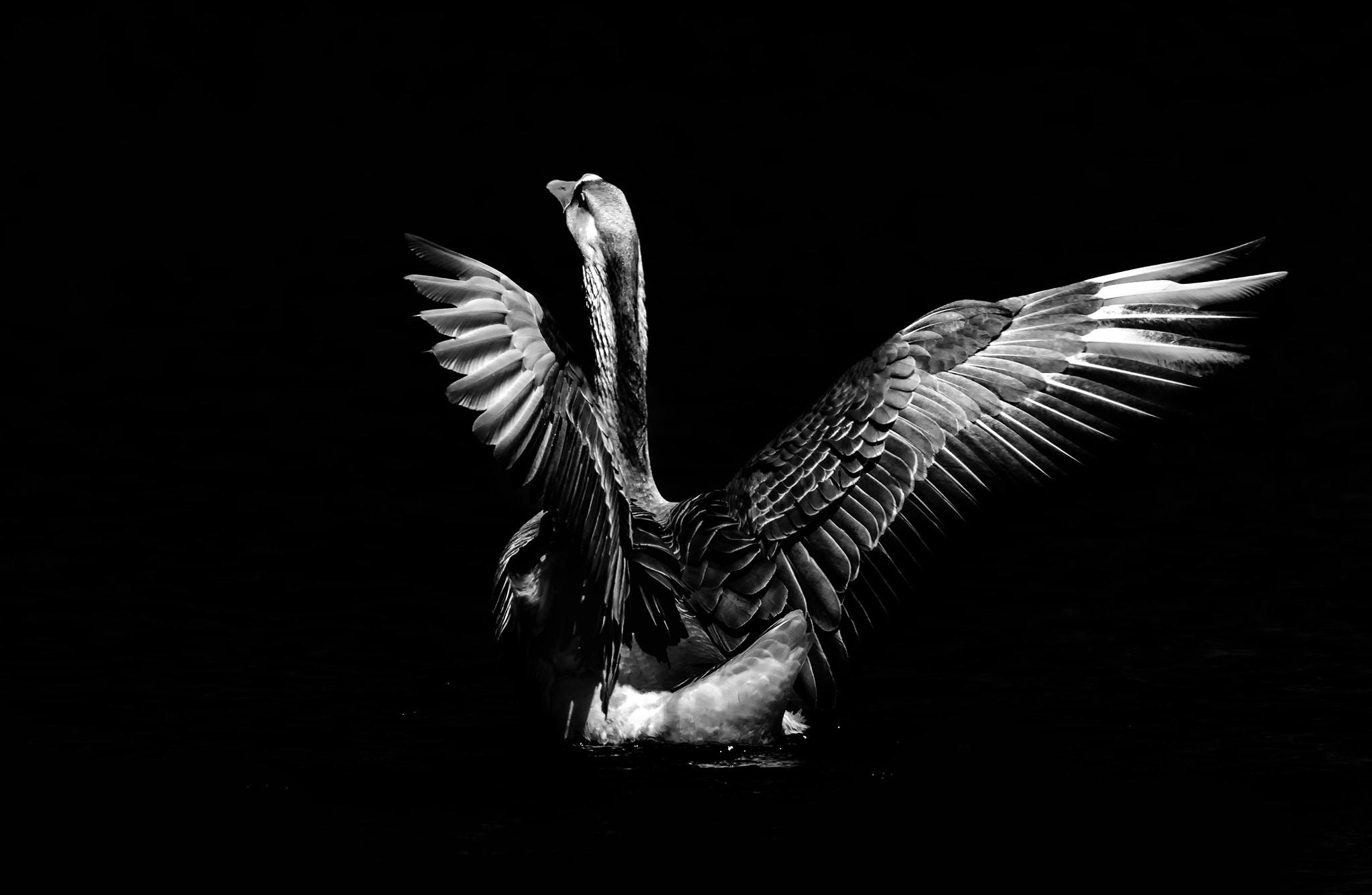 Tamron SP 150-600mm F5-6.3 Di VC USD sample photo. Greylag goose photography