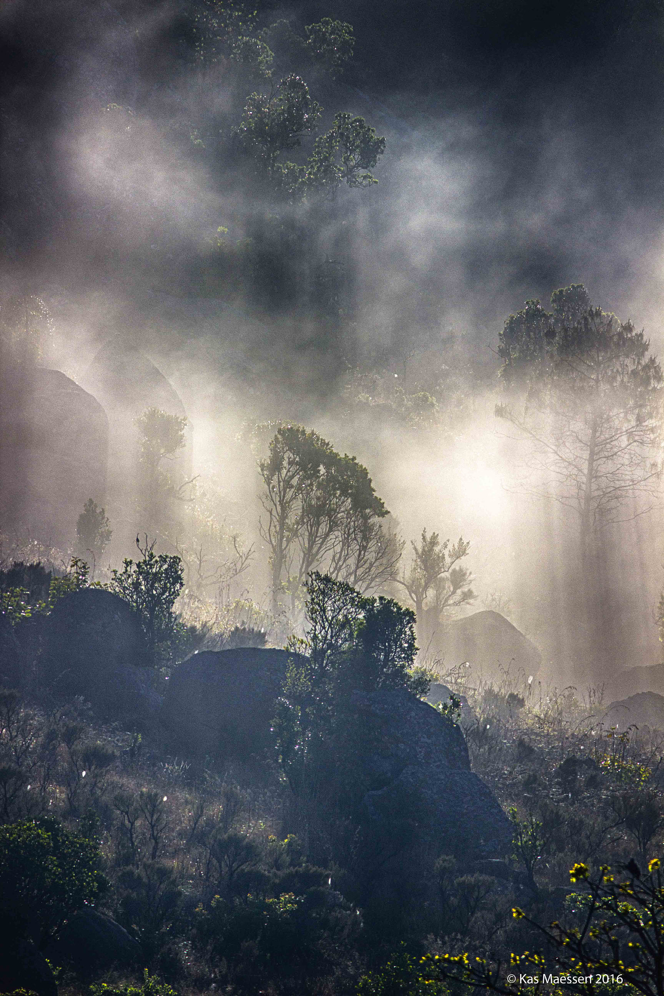 Canon EF 300mm F4L IS USM sample photo. Awakening photography
