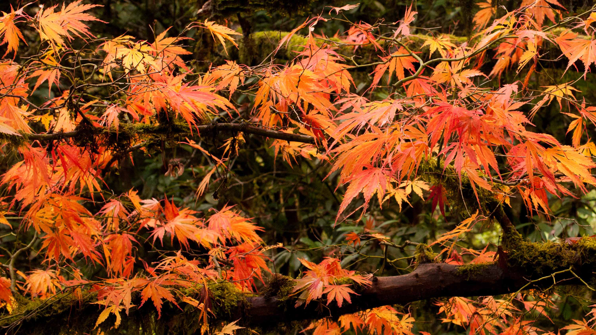 Nikon AF-S DX Micro Nikkor 40mm F2.8 sample photo. Peak color photography