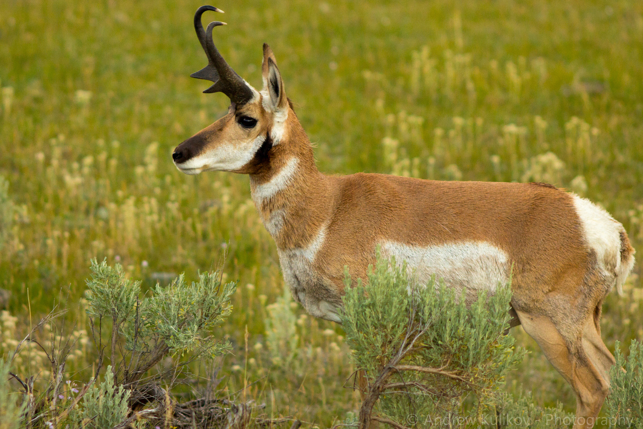 Canon EF 200mm F2.8L II USM sample photo. Pronghorn photography