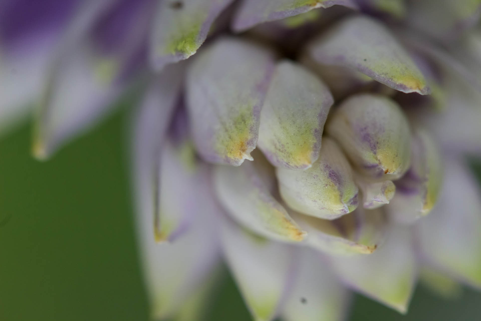 Canon EF 100mm F2.8 Macro USM sample photo. Hidden lake gardens macro photography