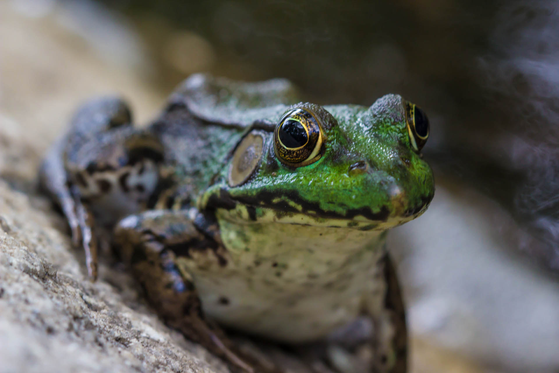 Canon EF 100mm F2.8 Macro USM sample photo. A patient frog photography