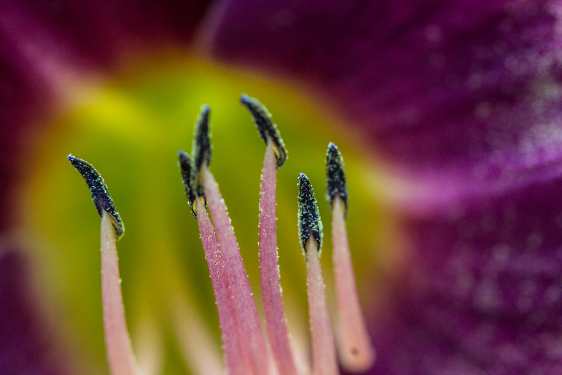 Canon EF 100mm F2.8 Macro USM sample photo. Hidden lake gardens macro photography