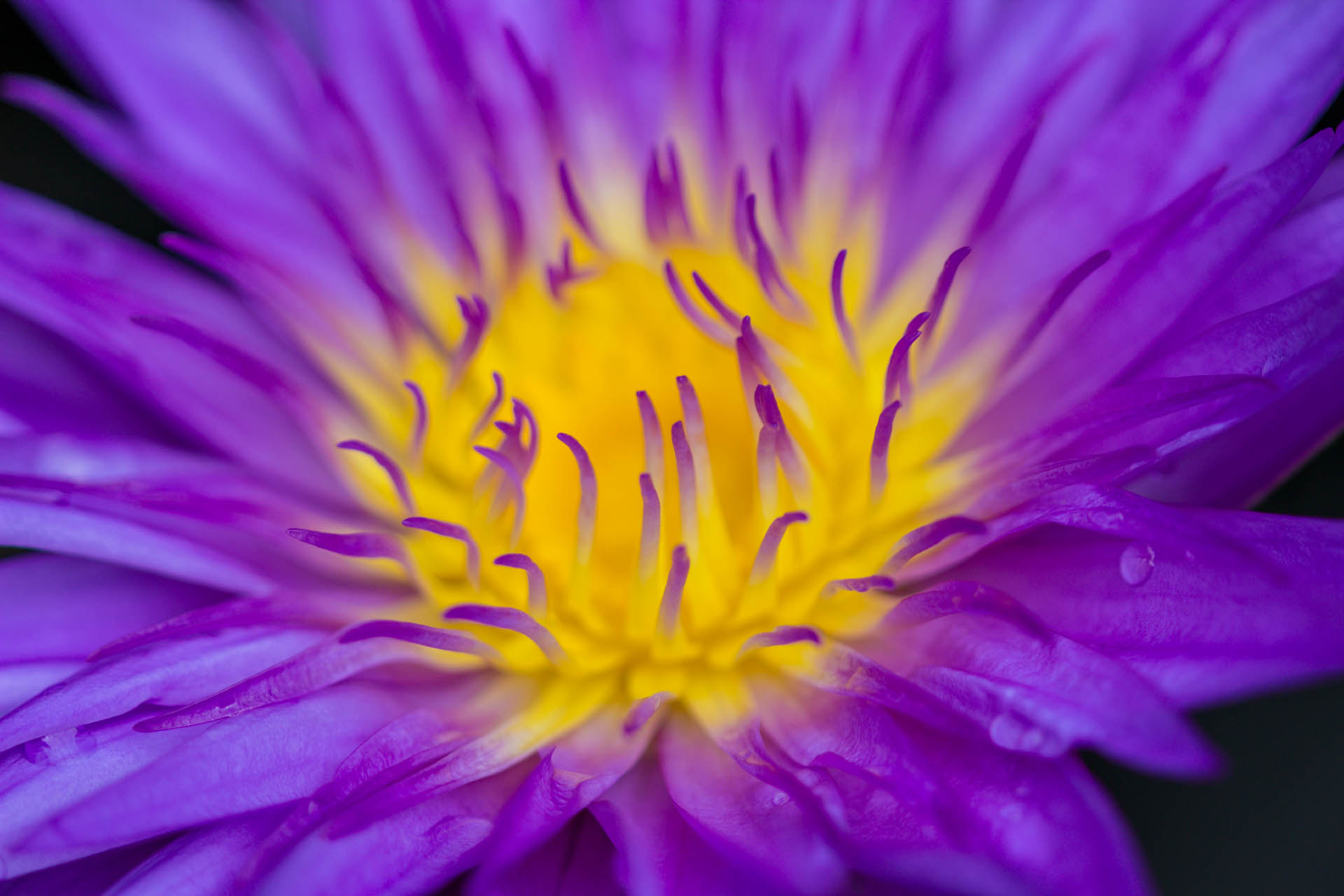Canon EF 100mm F2.8 Macro USM sample photo. Hidden lake gardens macro photography