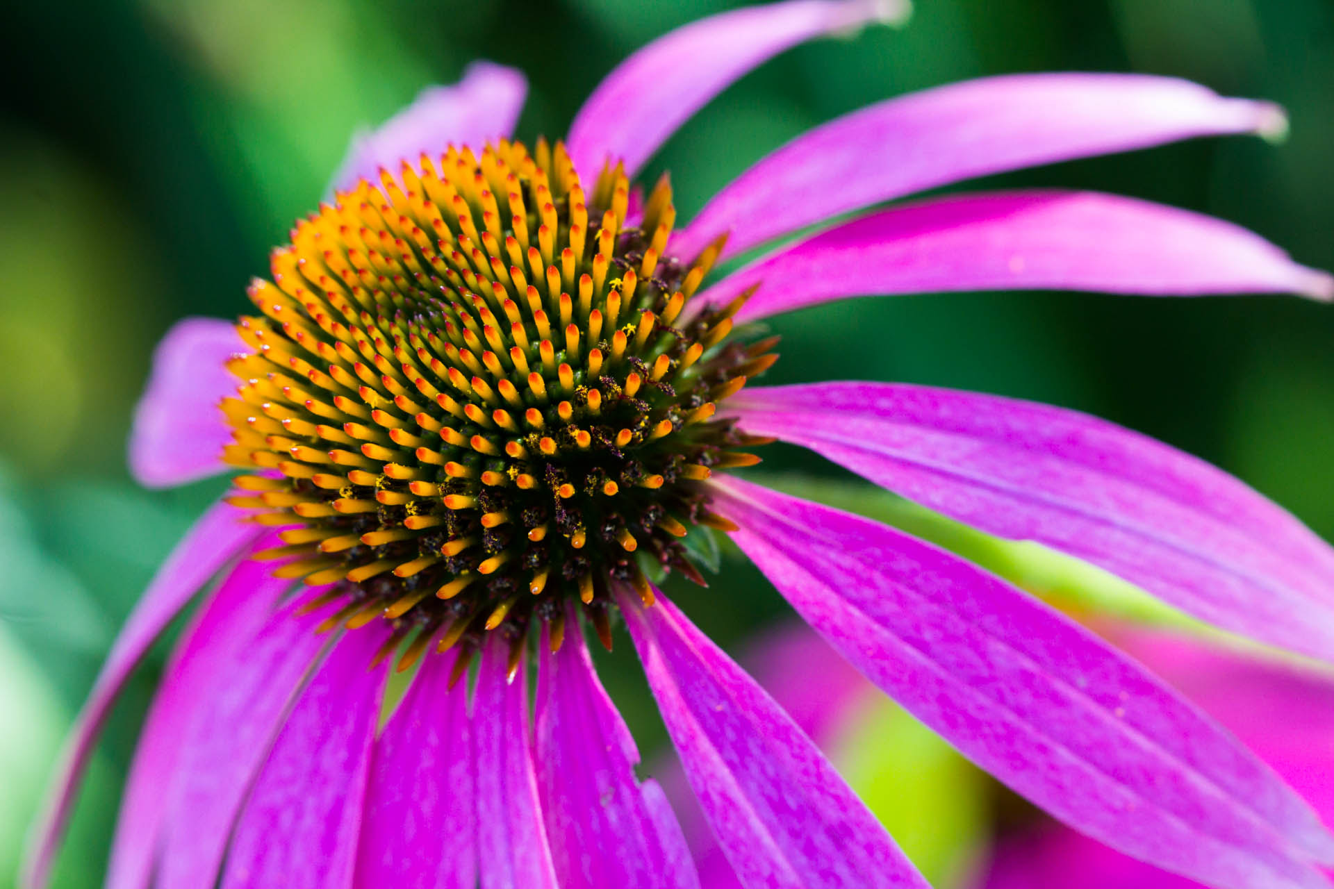 Canon EF 100mm F2.8 Macro USM sample photo. Hidden lake gardens macro photography