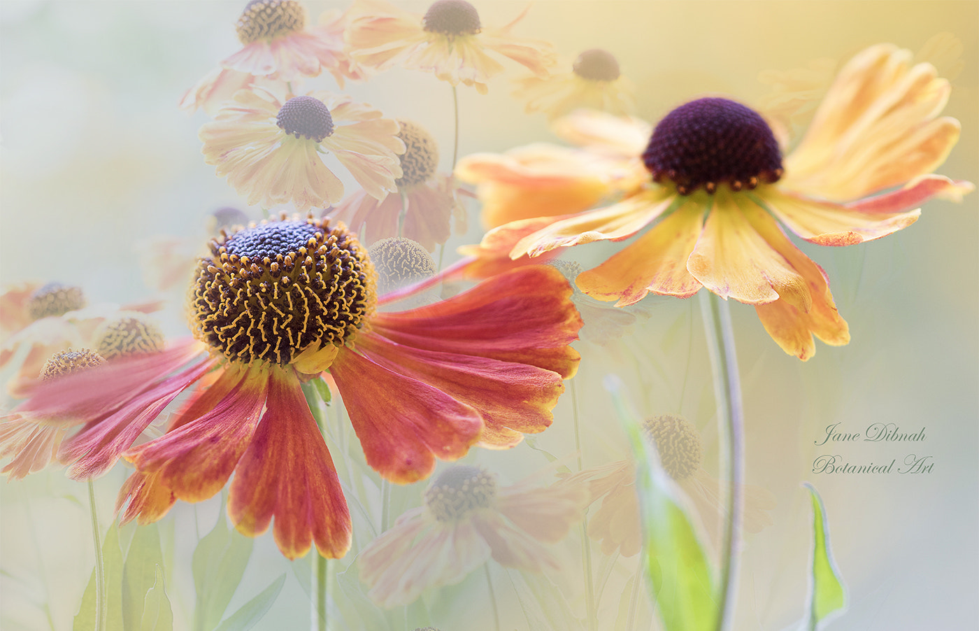 Canon EF 180mm F3.5L Macro USM sample photo. Sneezeweed photography