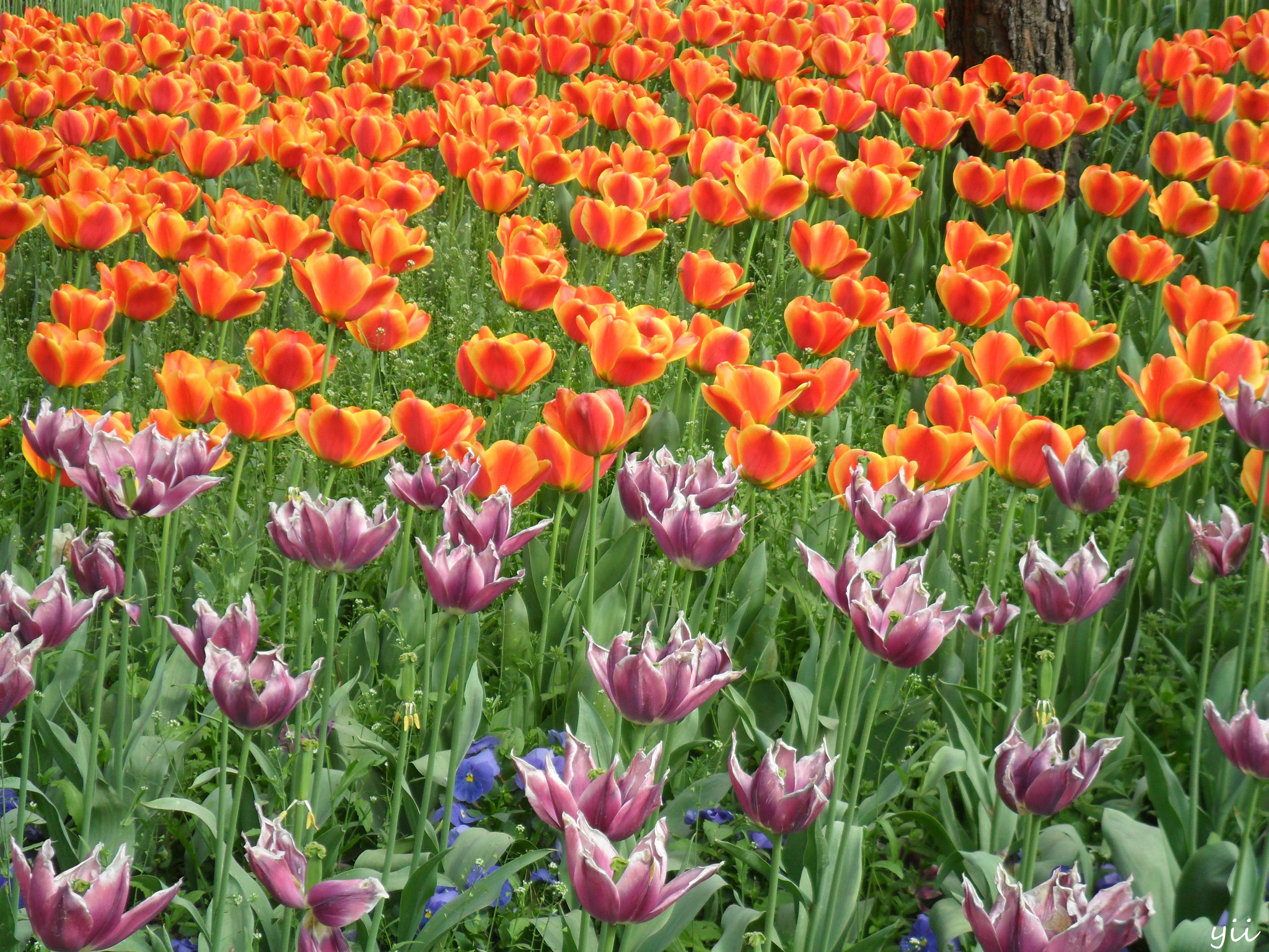 Samsung ES28 / VLUU ES28 sample photo. Hongzhou tulips photography