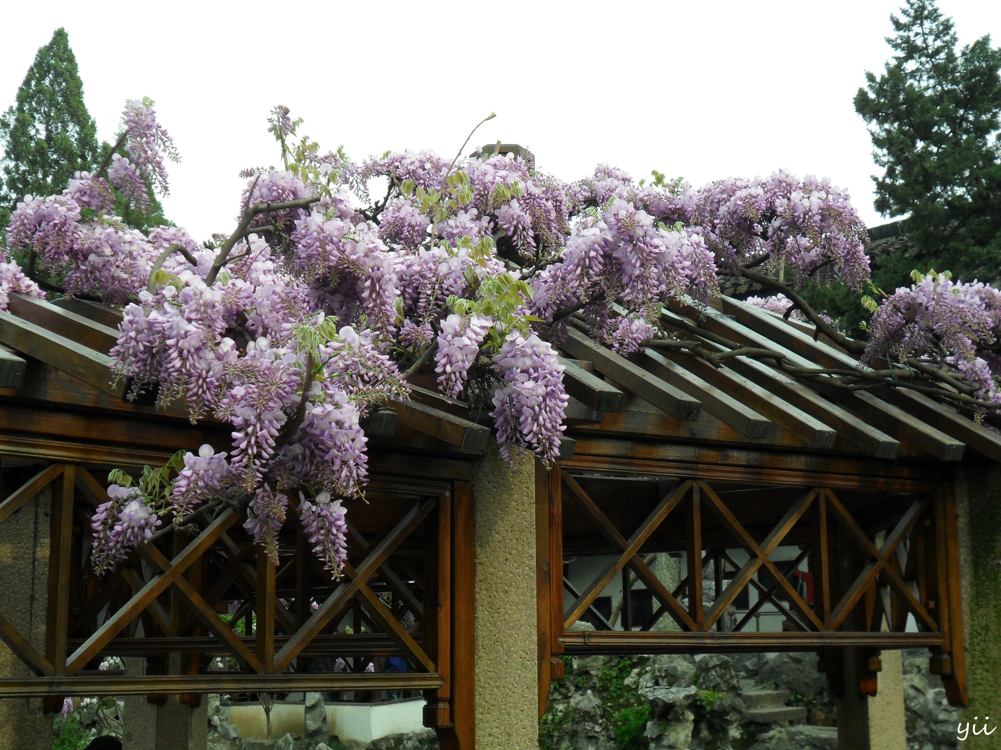 Samsung ES28 / VLUU ES28 sample photo. Nanjing flowers photography