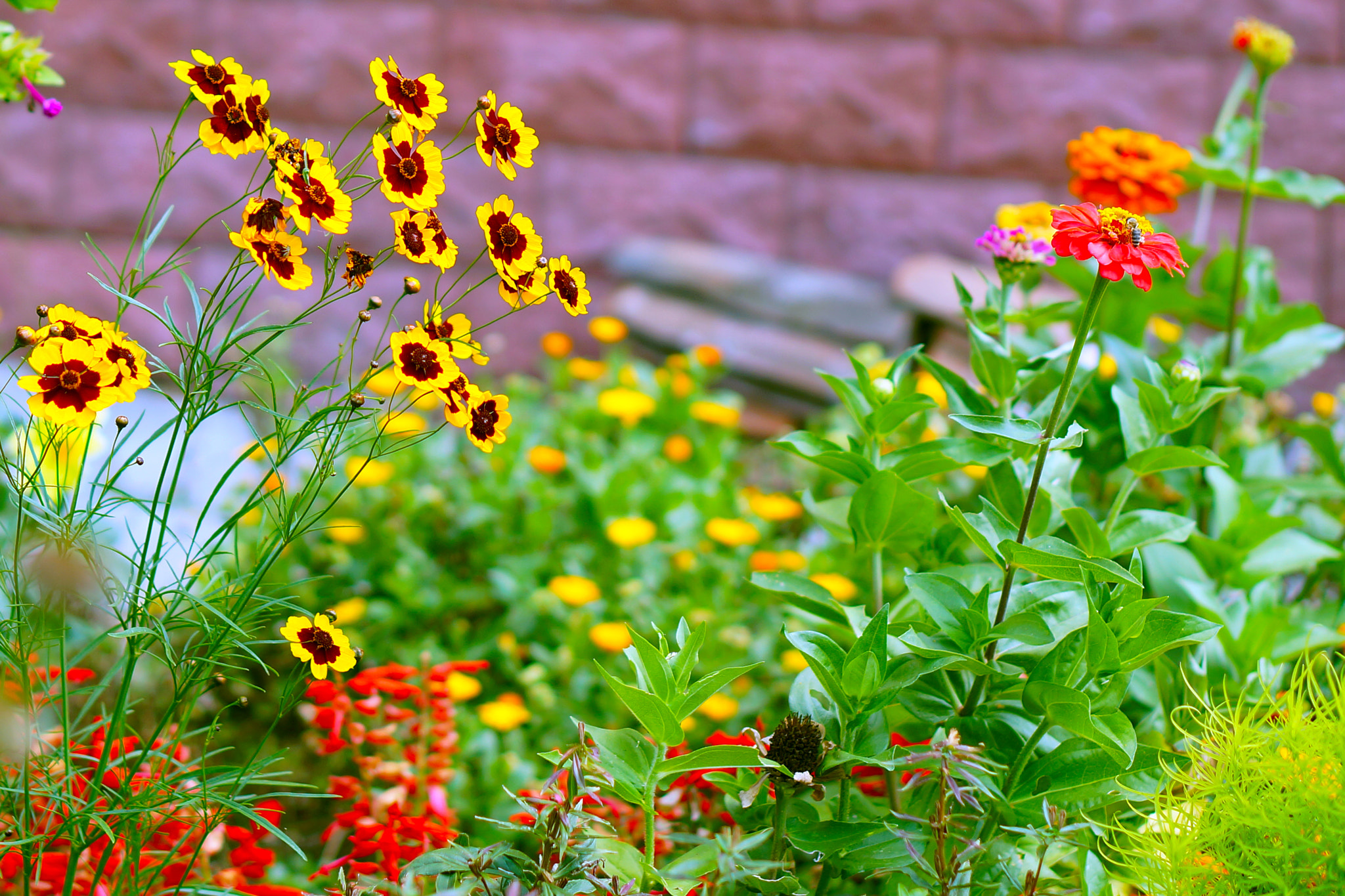Sony Alpha a3000 sample photo. Flower photography