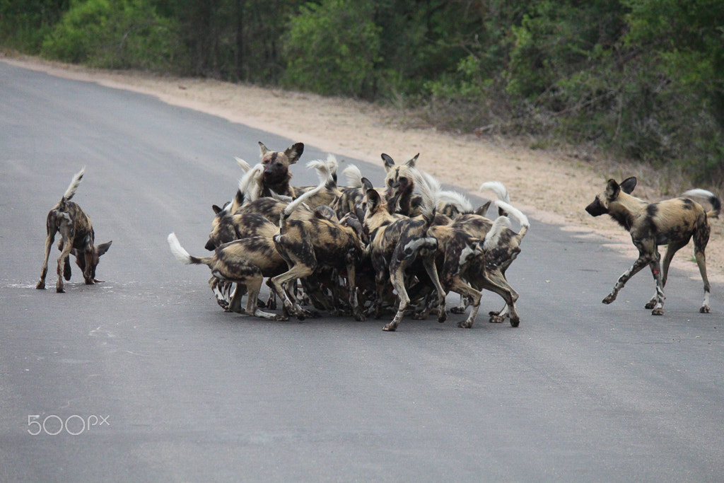 Canon EOS 650D (EOS Rebel T4i / EOS Kiss X6i) sample photo. African wild dogs hunting photography