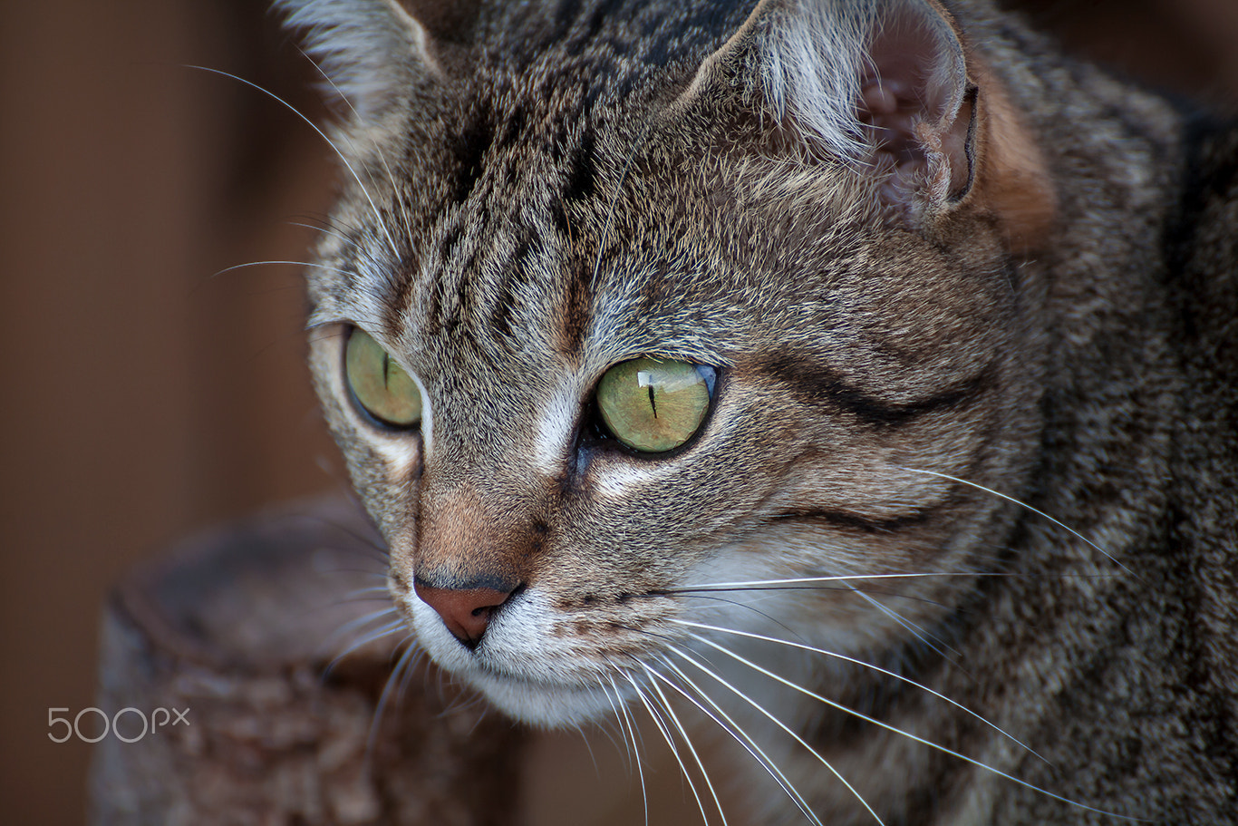 Tamron SP 35mm F1.8 Di VC USD sample photo. Cat portrait miko photography