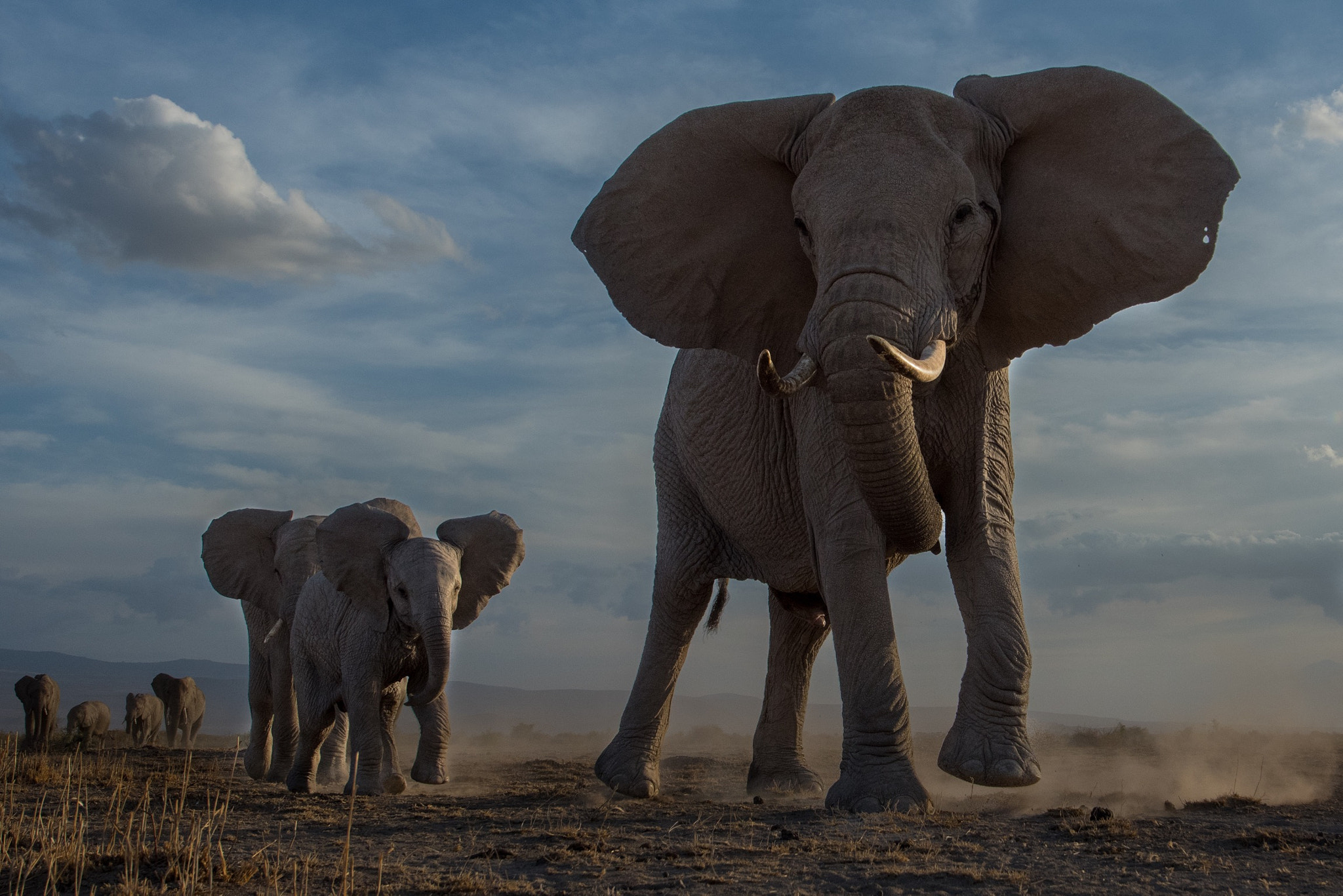 Nikon AF-S Nikkor 14-24mm F2.8G ED sample photo. Moments in nature.  a breeding herd of elephants c ... photography
