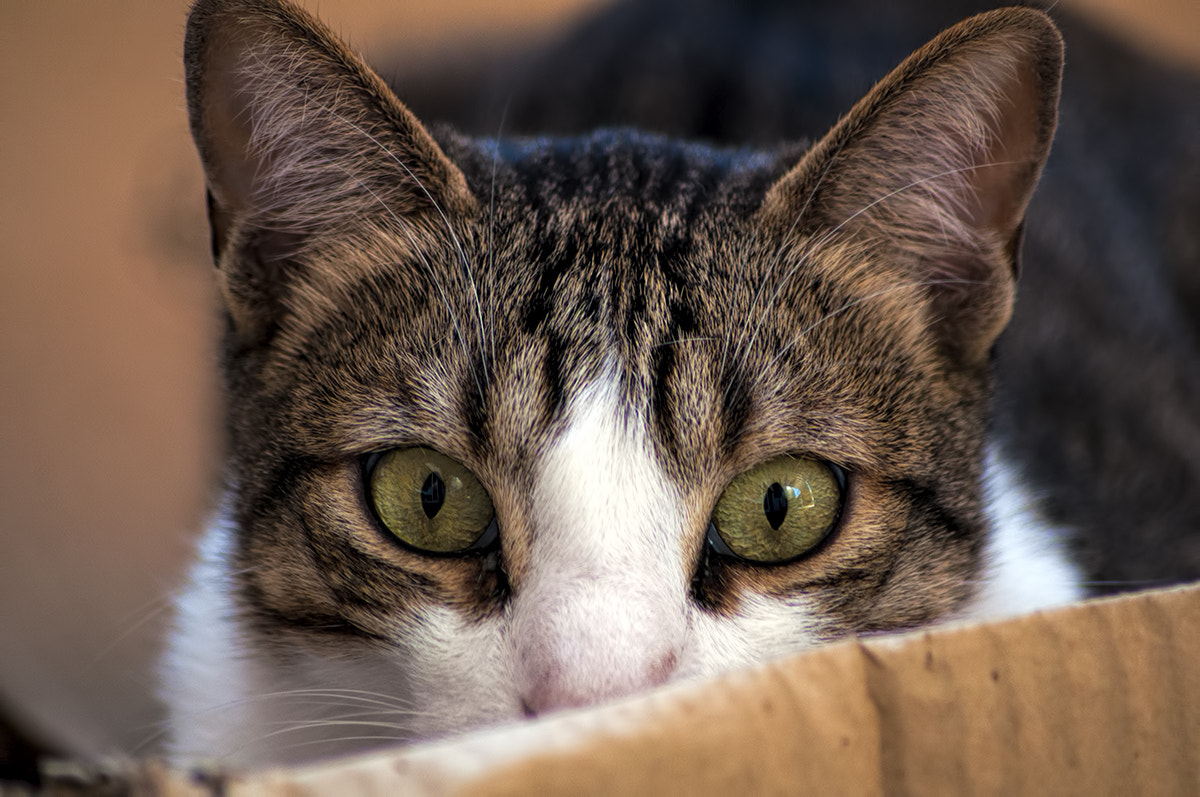 Nikon D5000 sample photo. Snake eyes photography