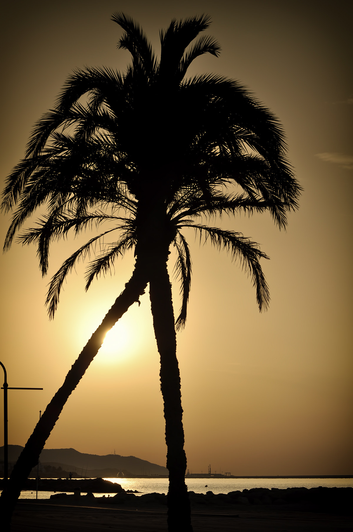 Nikon D5000 sample photo. Palms photography