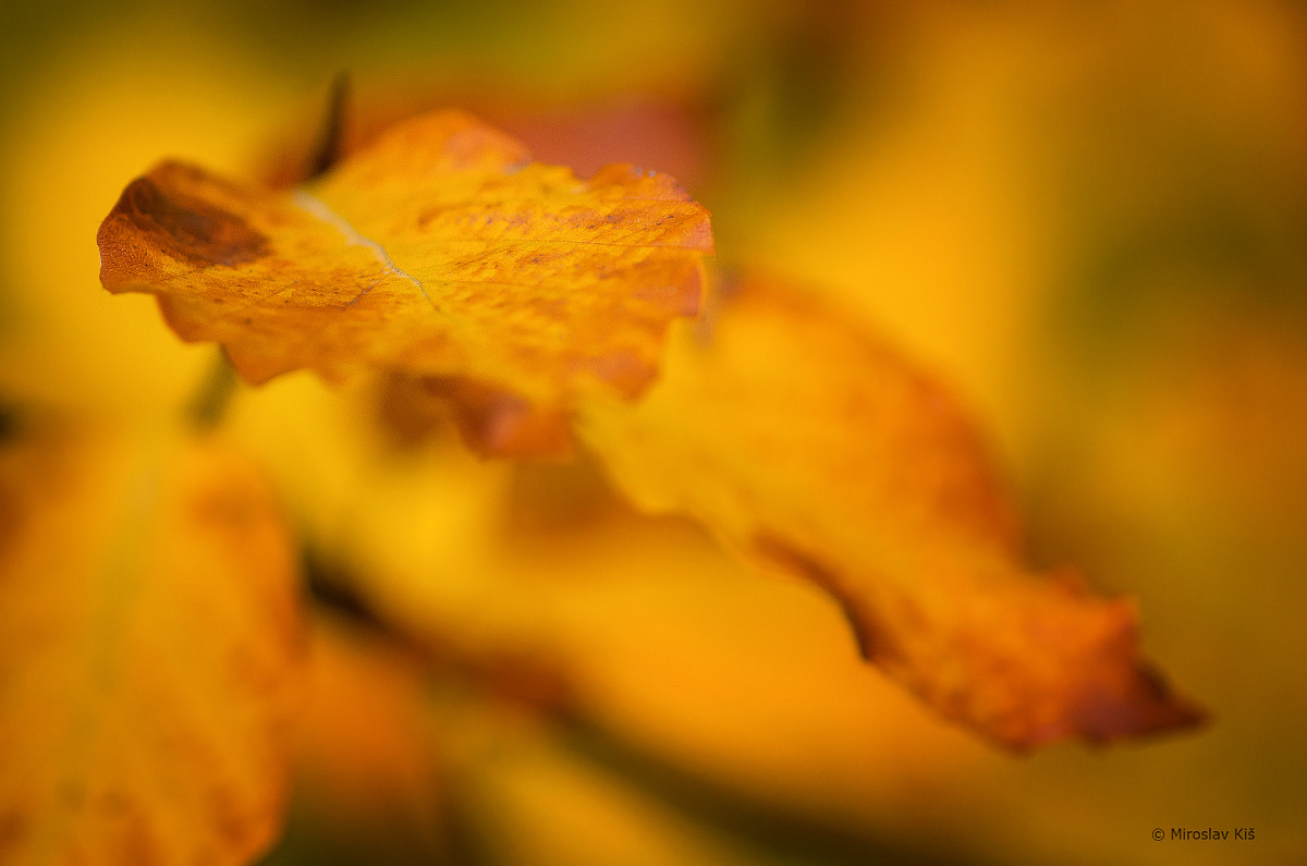 Nikon AF-S Micro-Nikkor 105mm F2.8G IF-ED VR sample photo. Autumn photography