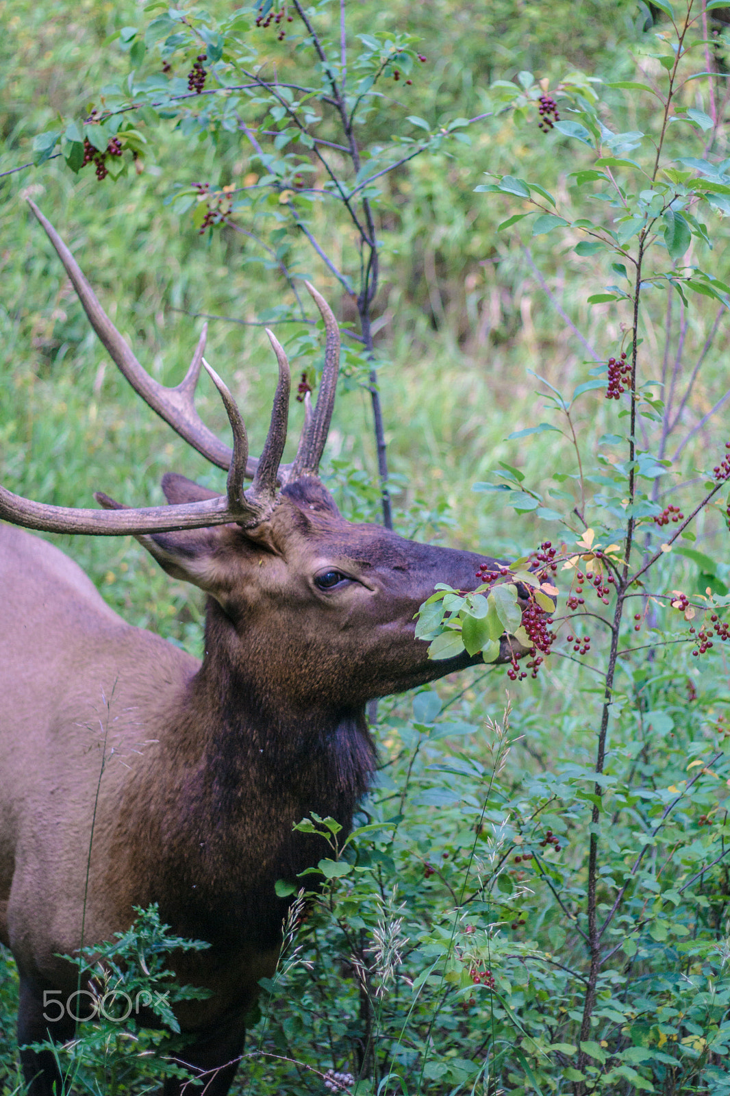 Sony a6000 + Canon EF 50mm F1.8 II sample photo. Deer eating photography