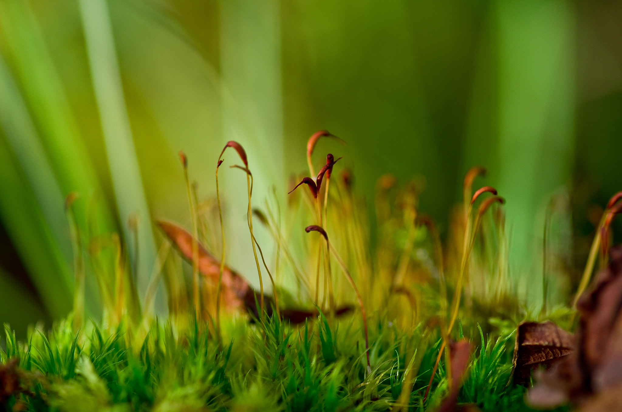 Pentax smc D-FA 100mm F2.8 Macro WR sample photo. Sporophyte mousse photography