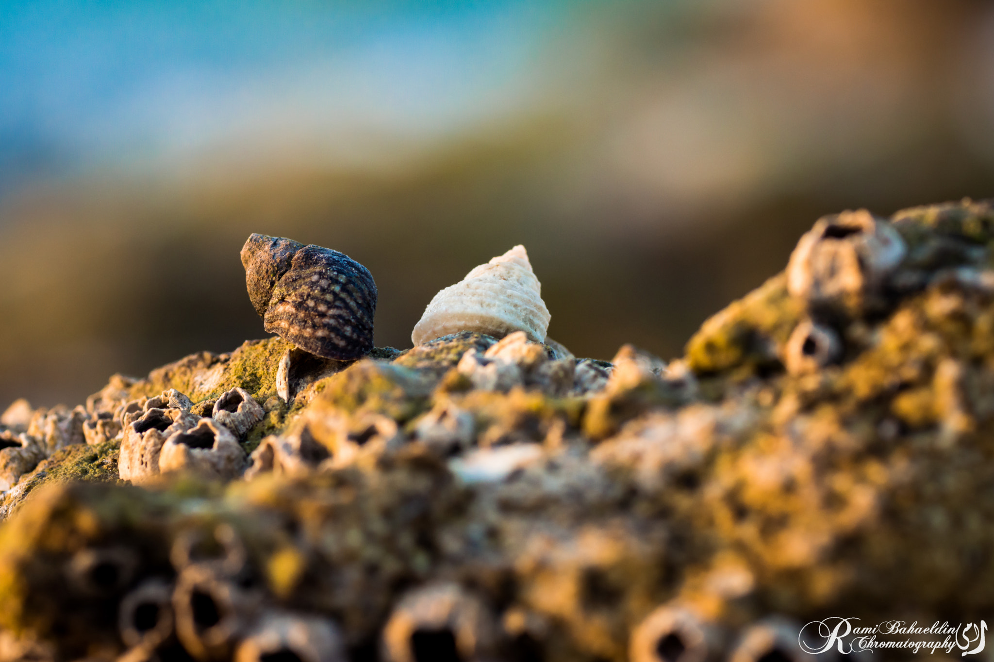 Sony SLT-A77 + Tamron SP AF 90mm F2.8 Di Macro sample photo. Seashell photography