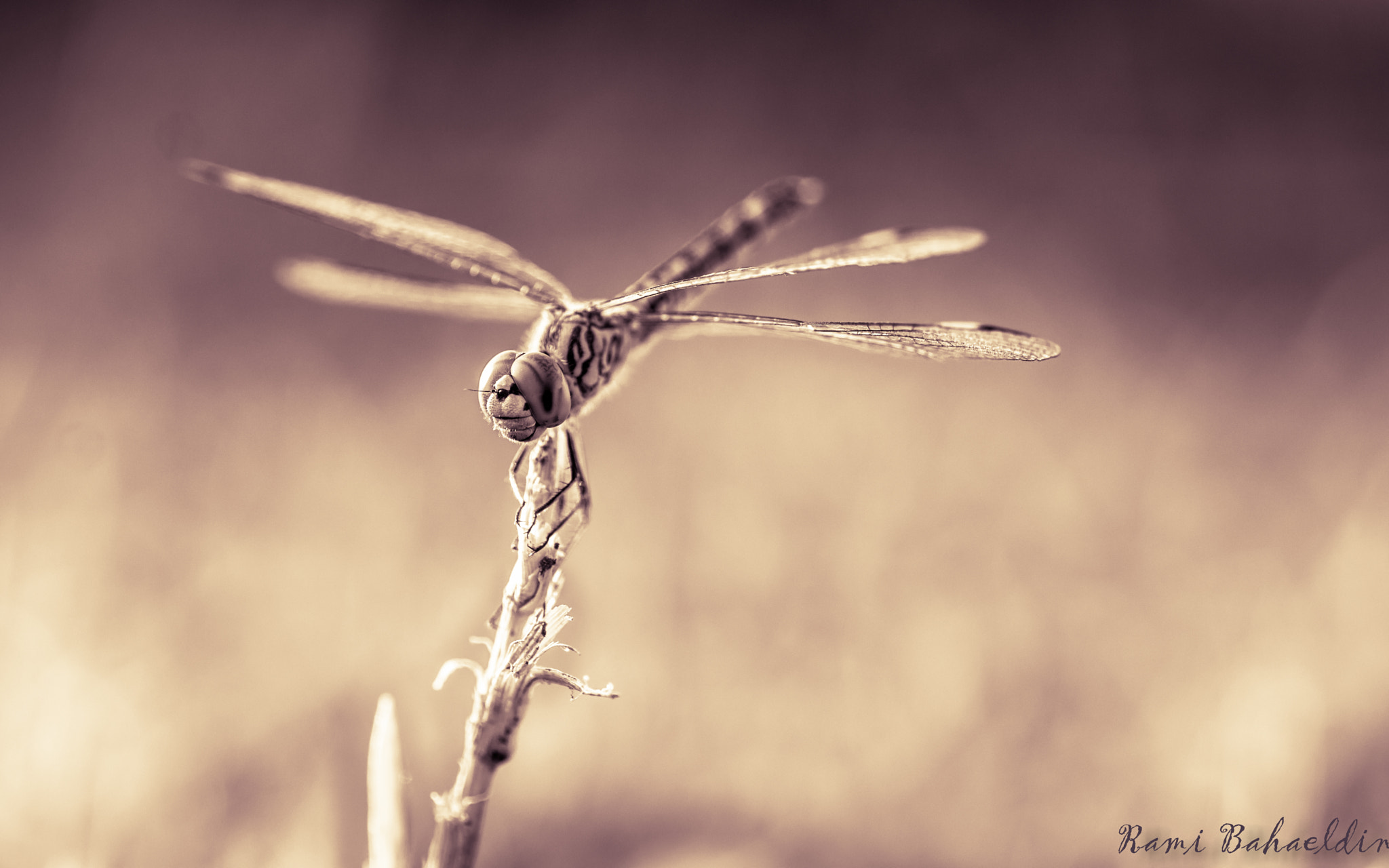 Sony SLT-A77 + Tamron SP AF 90mm F2.8 Di Macro sample photo. Lovely dragonfly.. photography