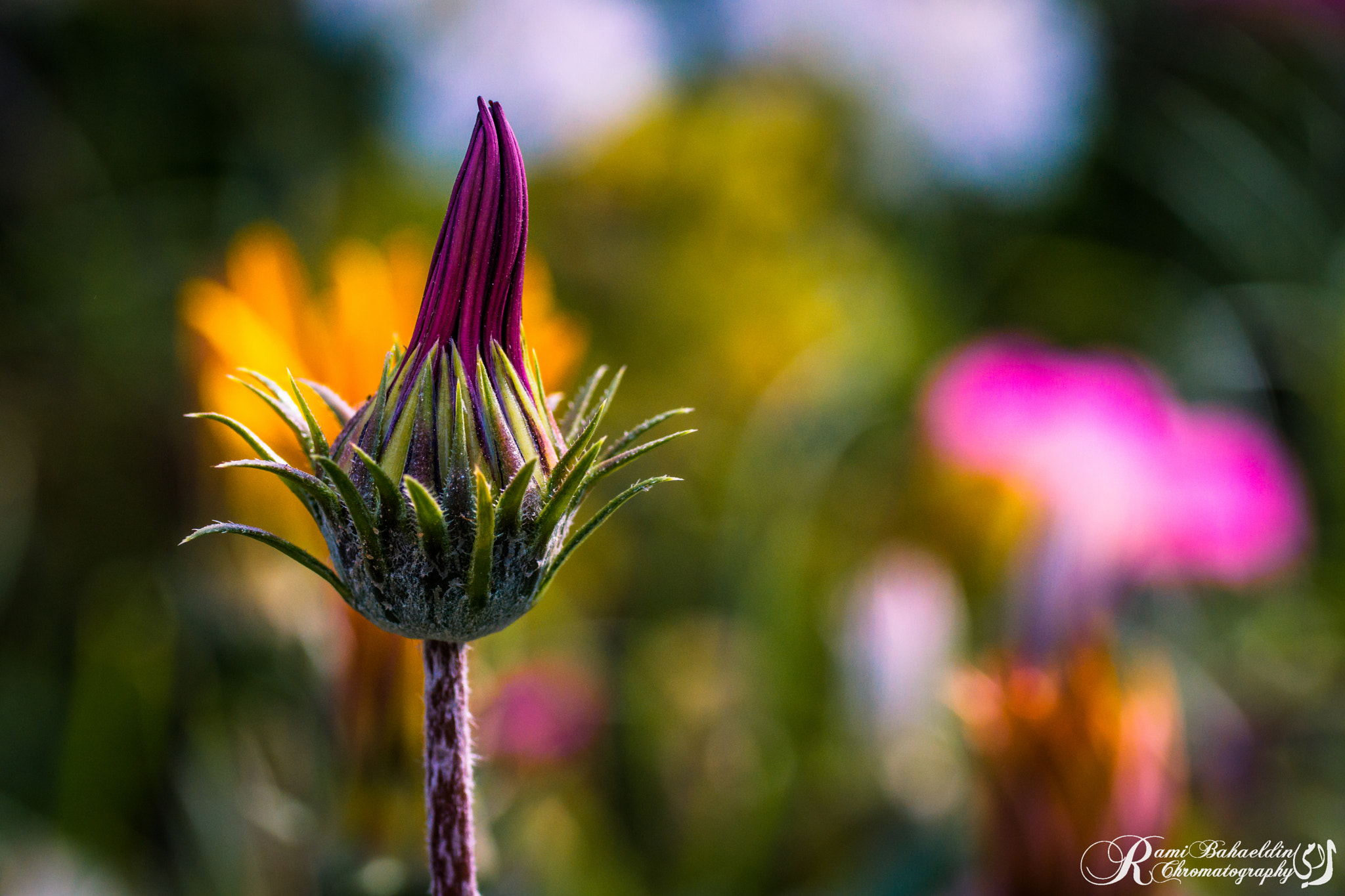 Sony SLT-A77 sample photo. Flowers photography