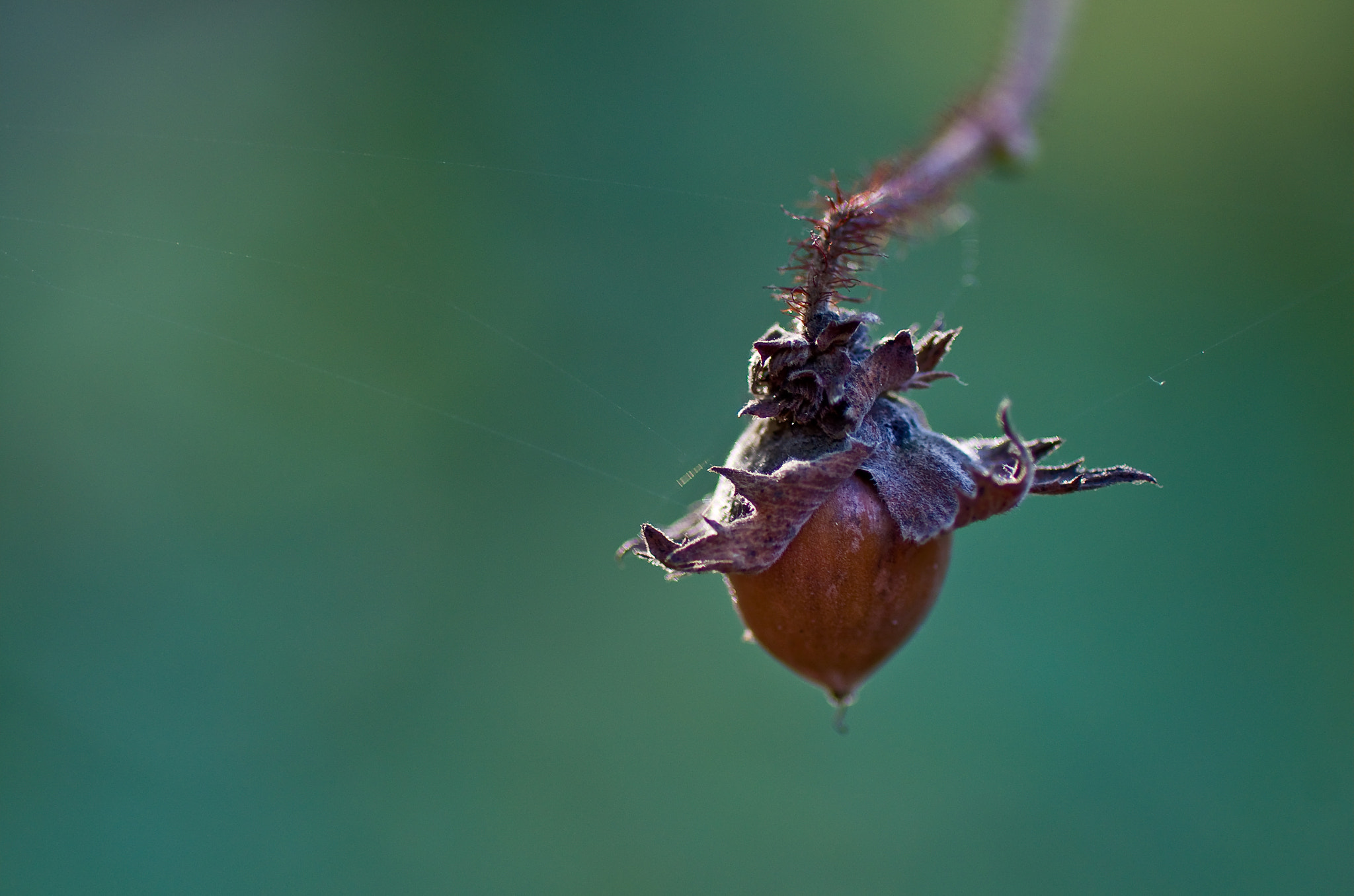 Pentax smc D-FA 100mm F2.8 Macro WR sample photo. Noisettes sèche  photography