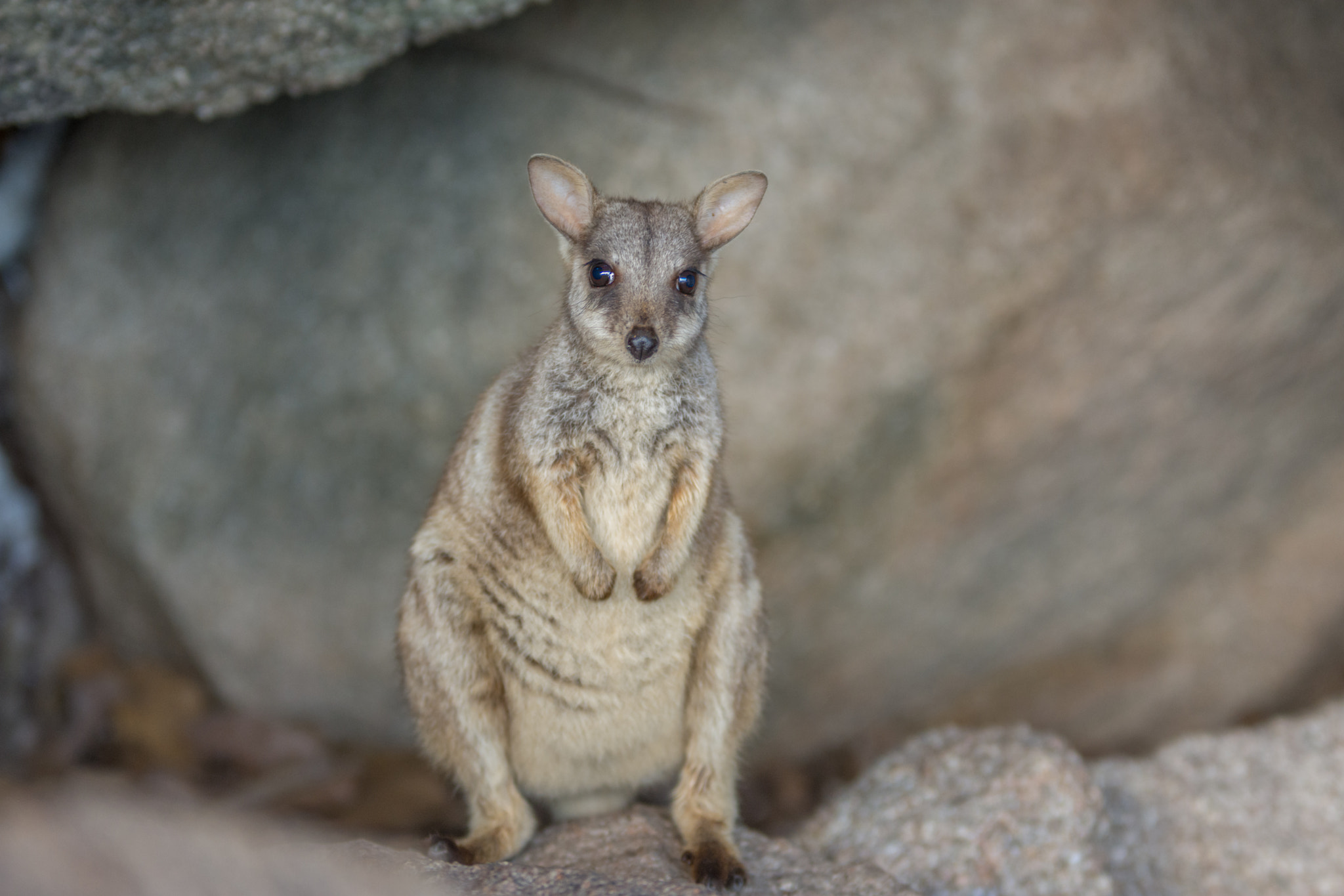Sigma 70-200mm F2.8 EX DG OS HSM sample photo. Maggie island rock wallaby photography