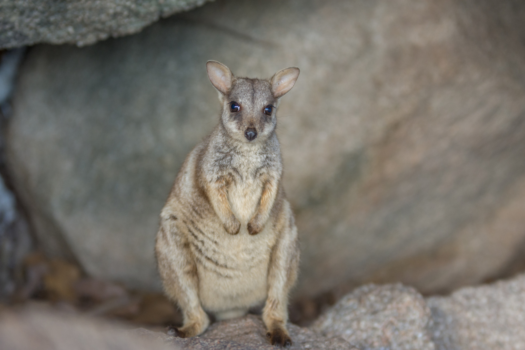 Nikon D7200 + Sigma 70-200mm F2.8 EX DG OS HSM sample photo. Maggie island rock wallaby photography