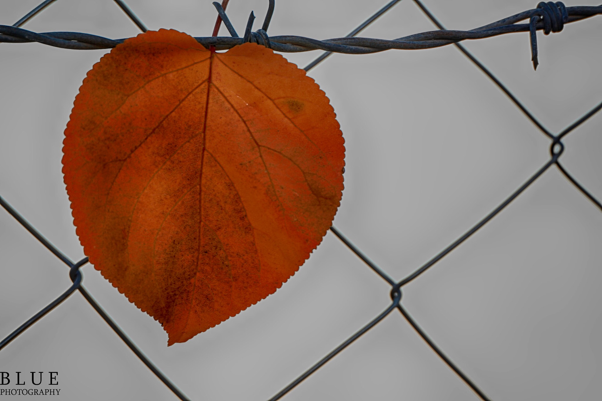 Canon EOS 650D (EOS Rebel T4i / EOS Kiss X6i) sample photo. Autumn photography