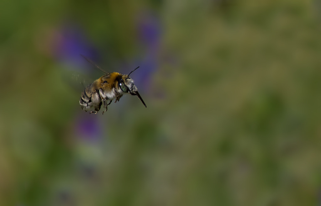 Pentax smc DA* 300mm F4.0 ED (IF) SDM sample photo. Solo photography