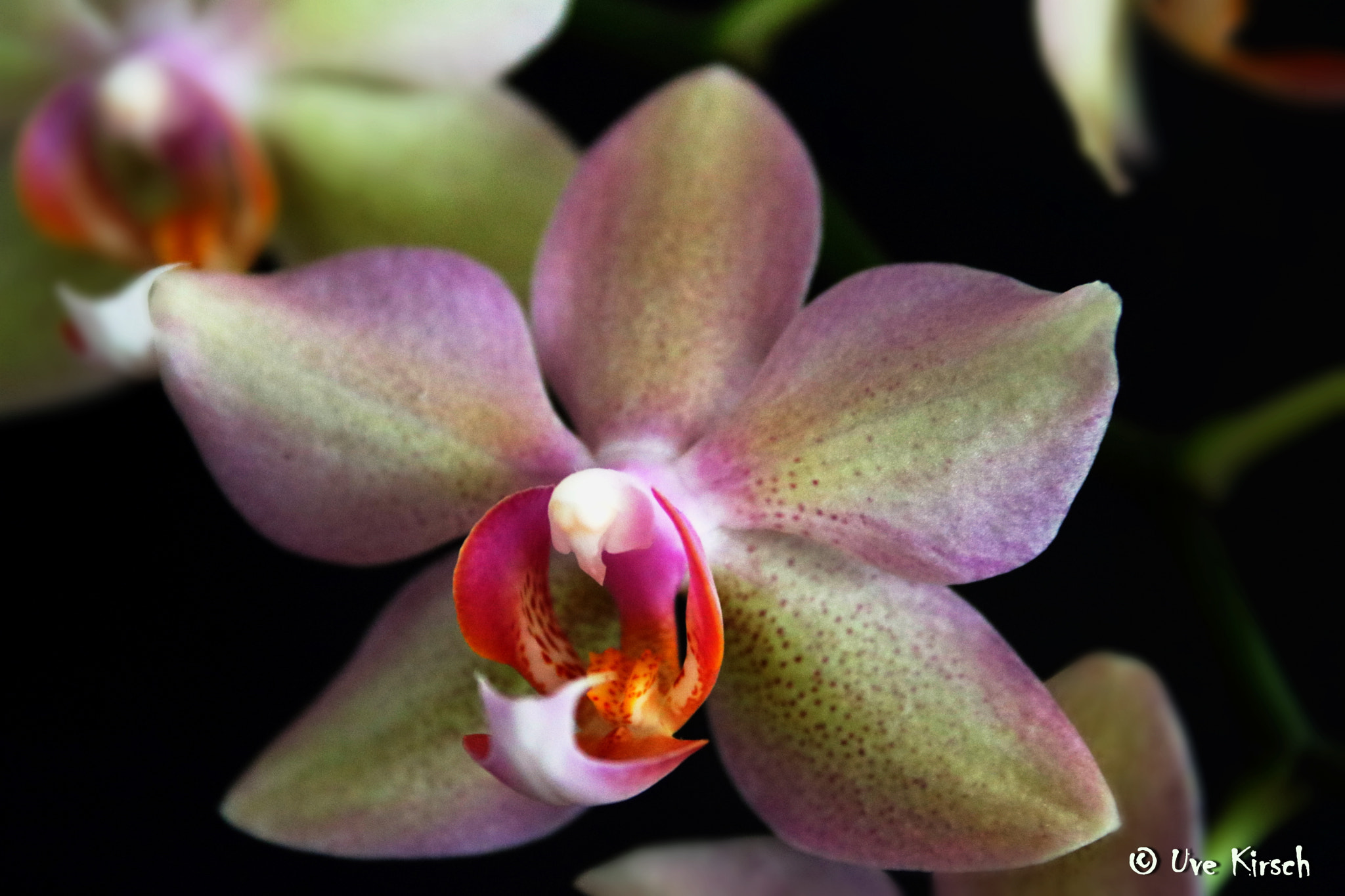 Canon EF-S 18-55mm F3.5-5.6 II sample photo. Orchid photography
