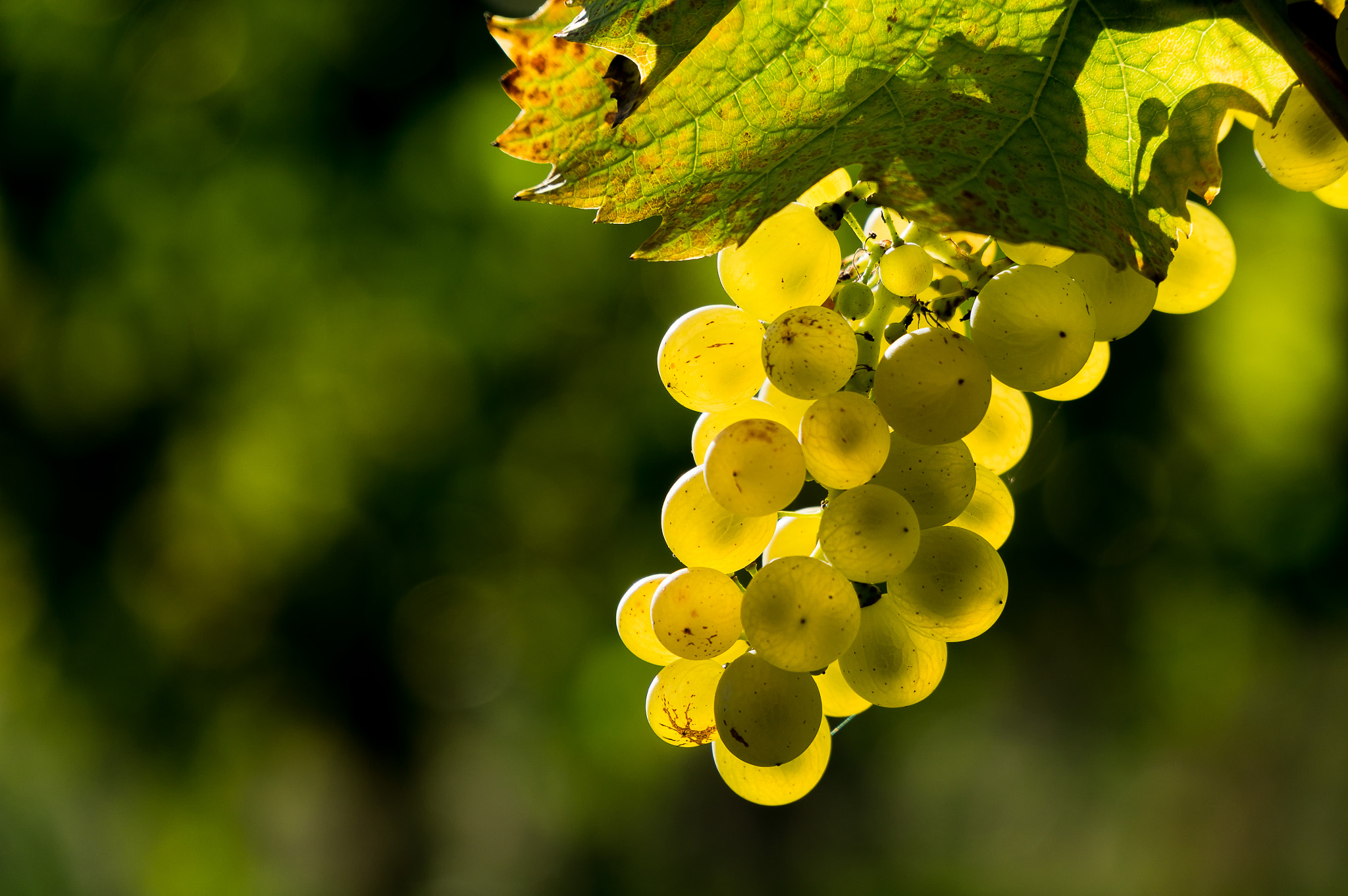 Sony Alpha NEX-6 + Sony E PZ 18-105mm F4 G OSS sample photo. Jahrgang 2015 photography