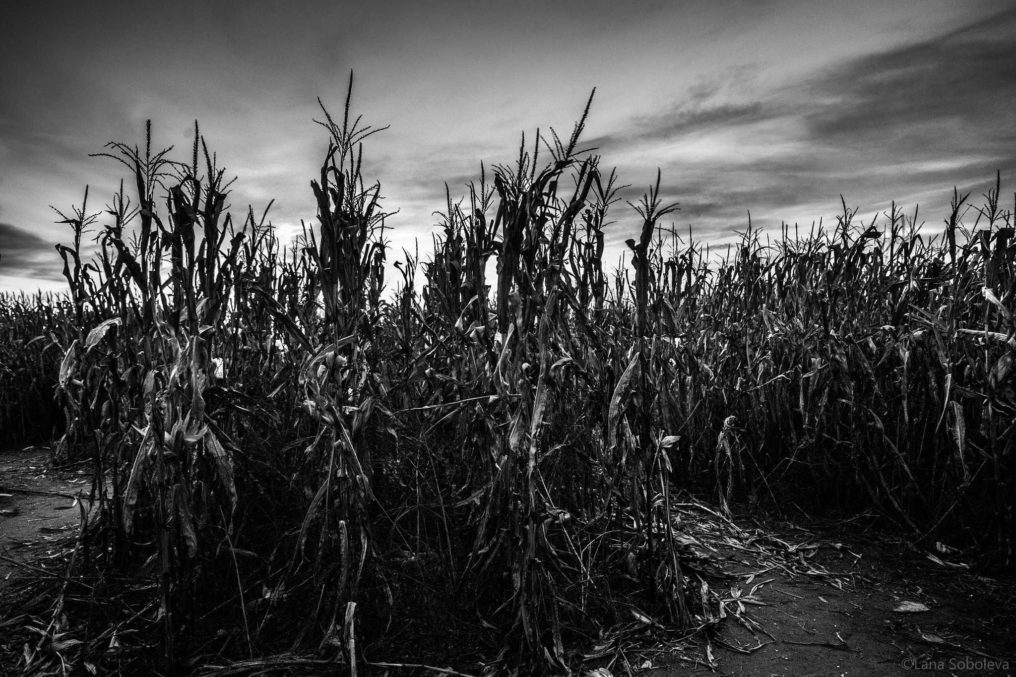 Canon EF 16-35mm F4L IS USM sample photo. Halloween corn field photography