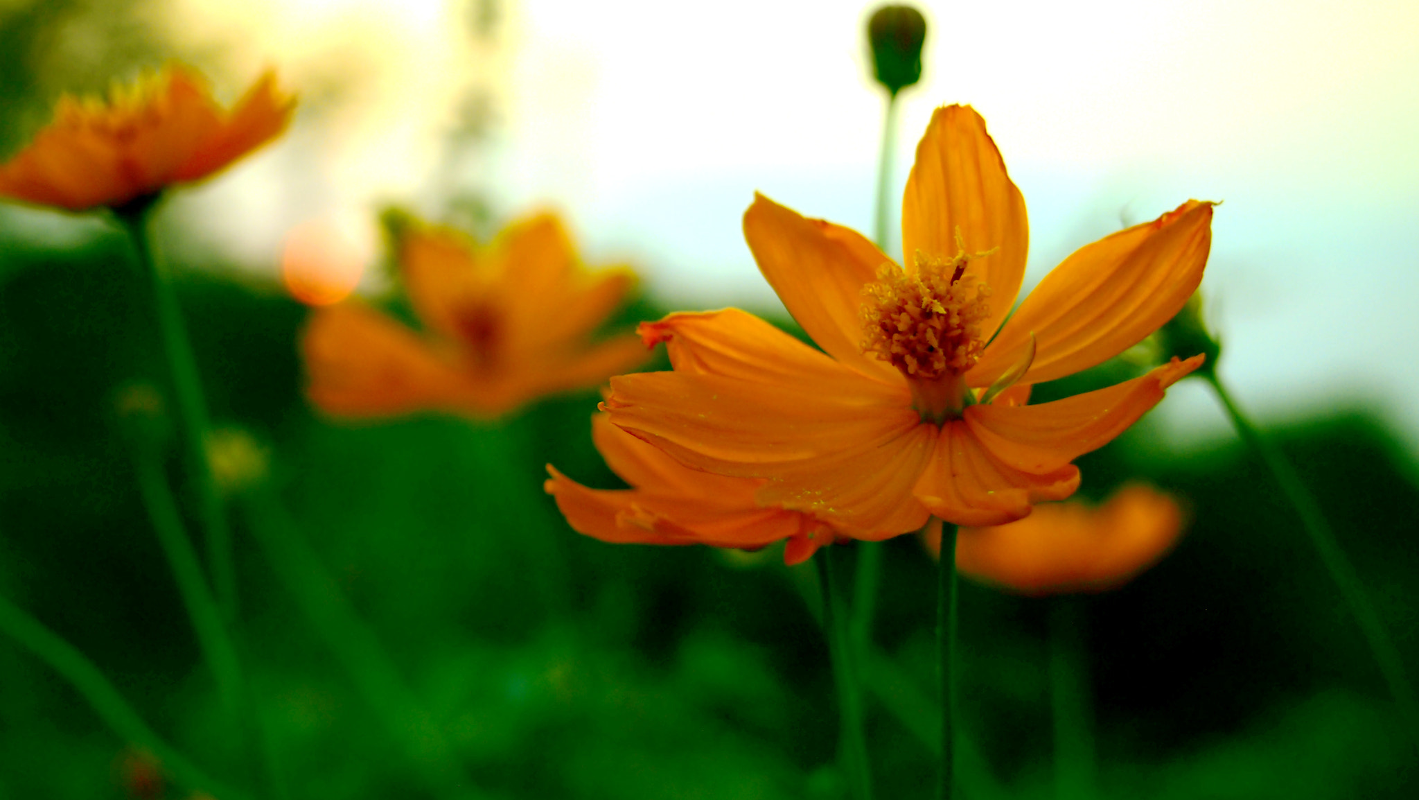 Olympus M.Zuiko Digital 14-42mm F3.5-5.6 II sample photo. Flower's still blooming at the sunset. photography
