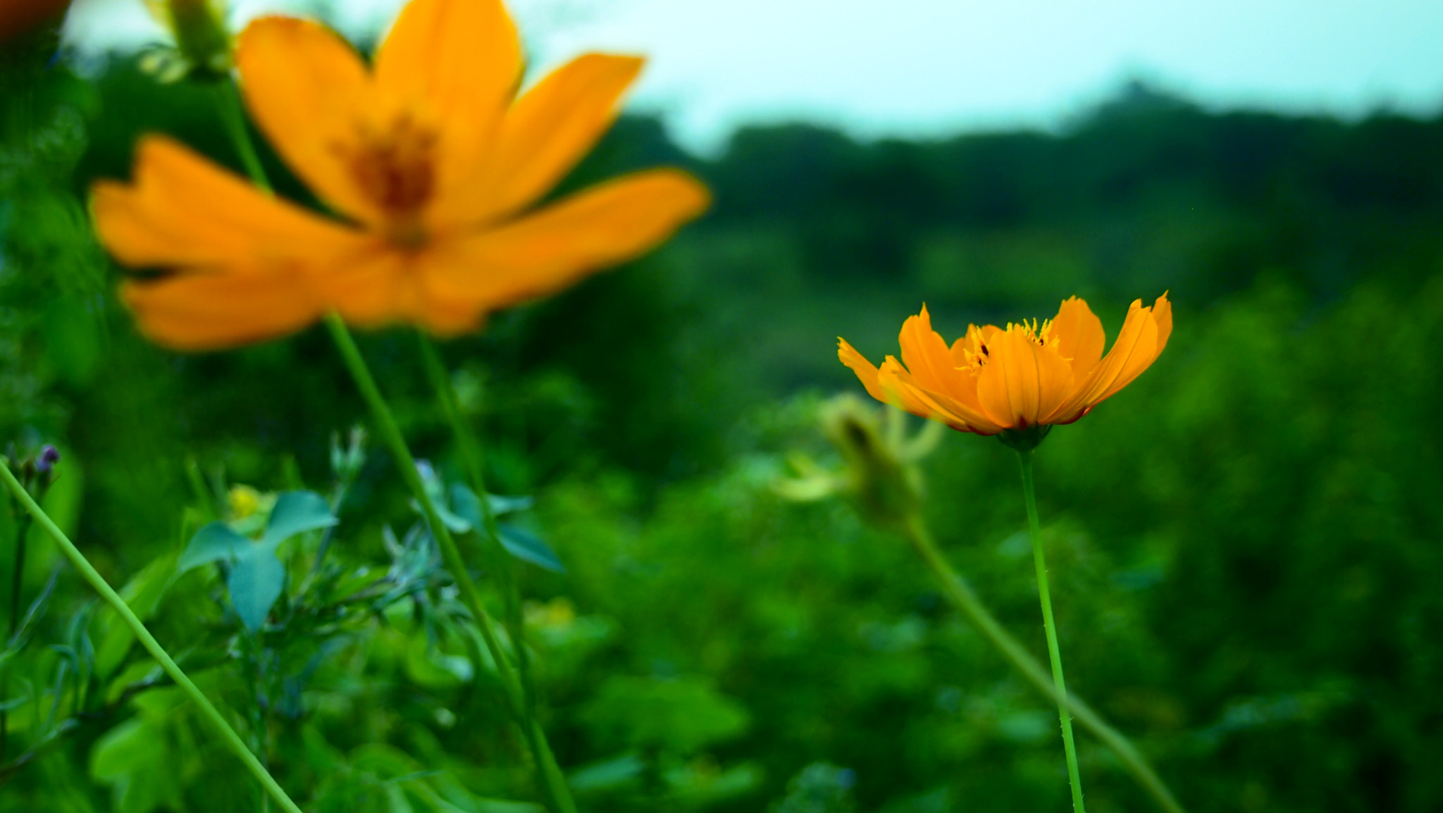 Olympus M.Zuiko Digital 14-42mm F3.5-5.6 II sample photo. Wild flower's in the wild garden photography