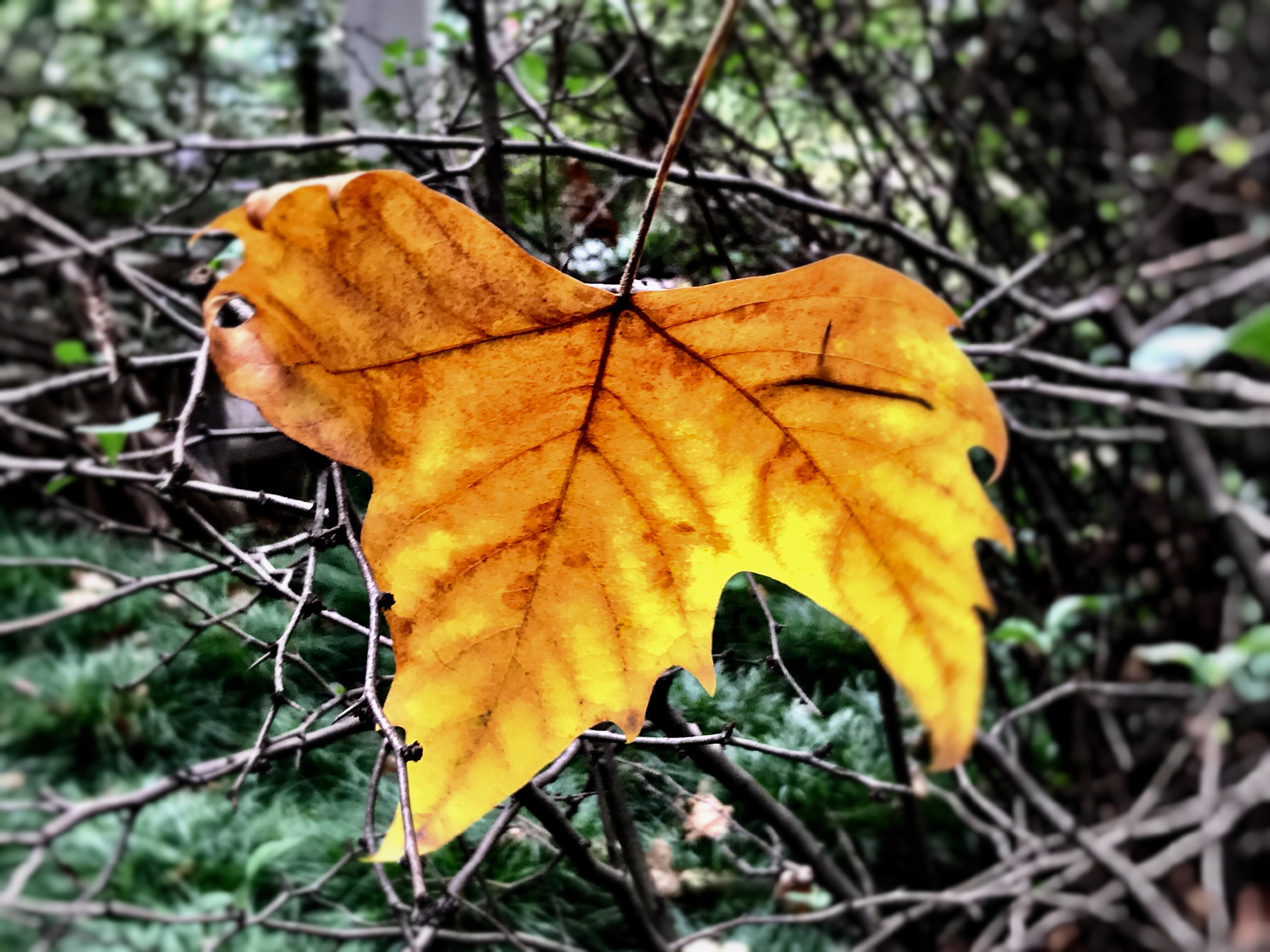 Apple iPhone9,1 sample photo. A fallen leaf 掉落的叶子 photography