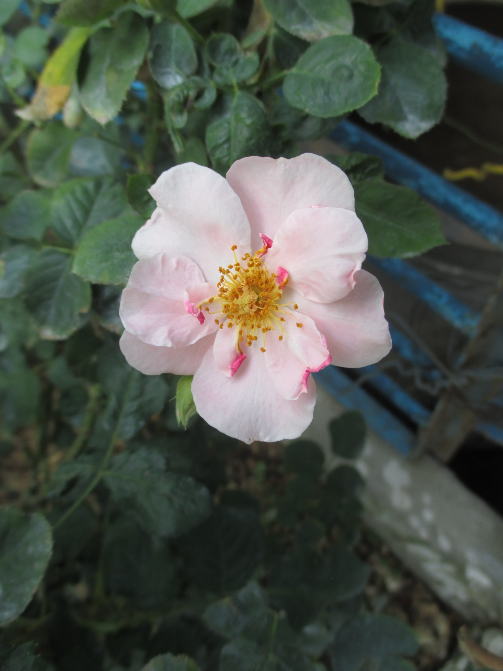 Canon PowerShot ELPH 115 IS (IXUS 132 / IXY 90F) sample photo. Rose photography