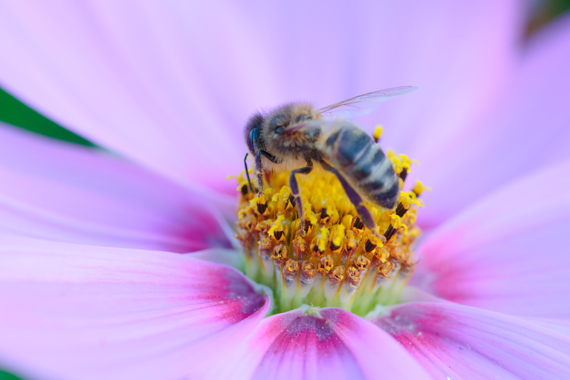 Sigma 105mm F2.8 EX DG OS HSM sample photo. Nature photography