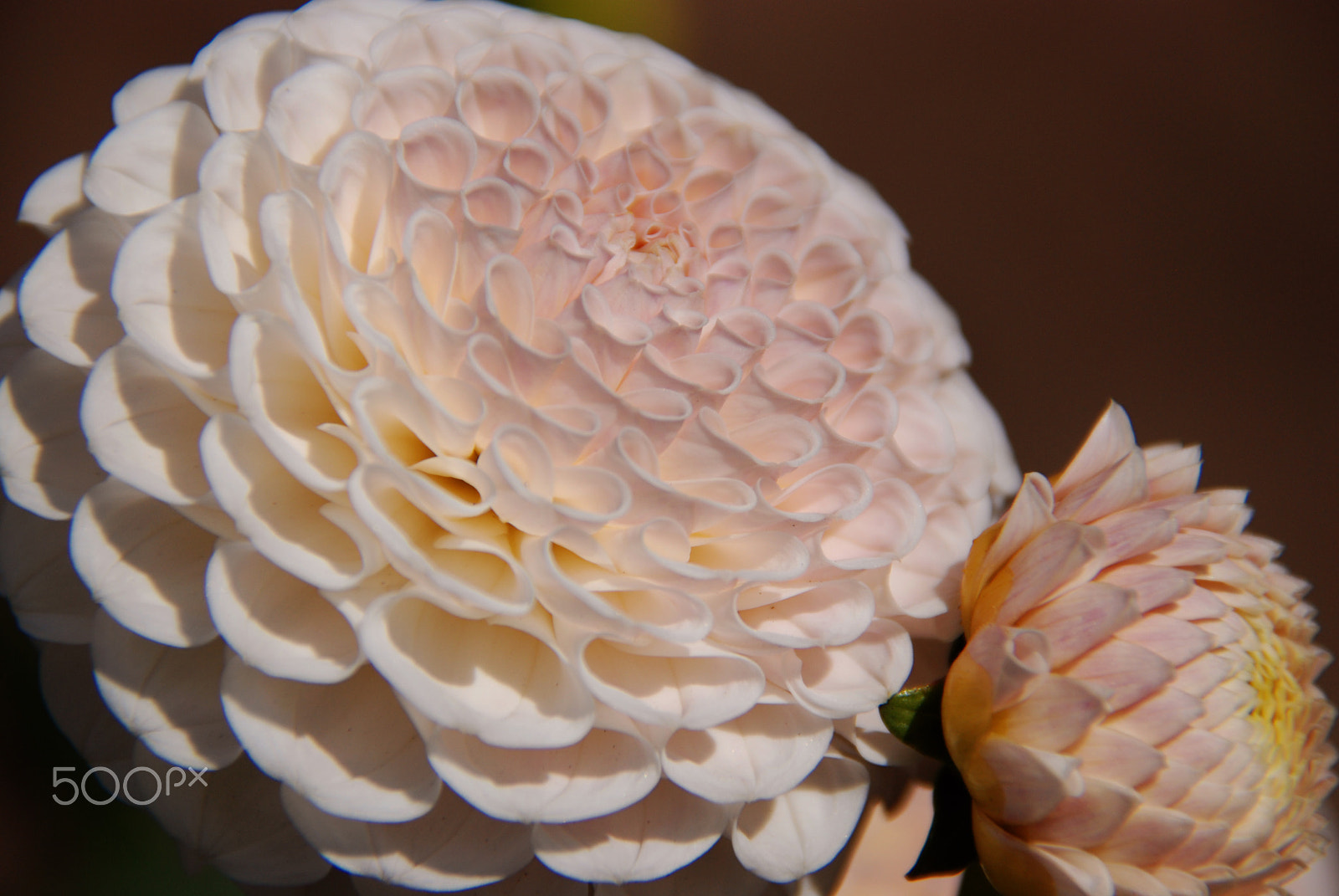 Nikon D80 sample photo. Soft dahlia photography