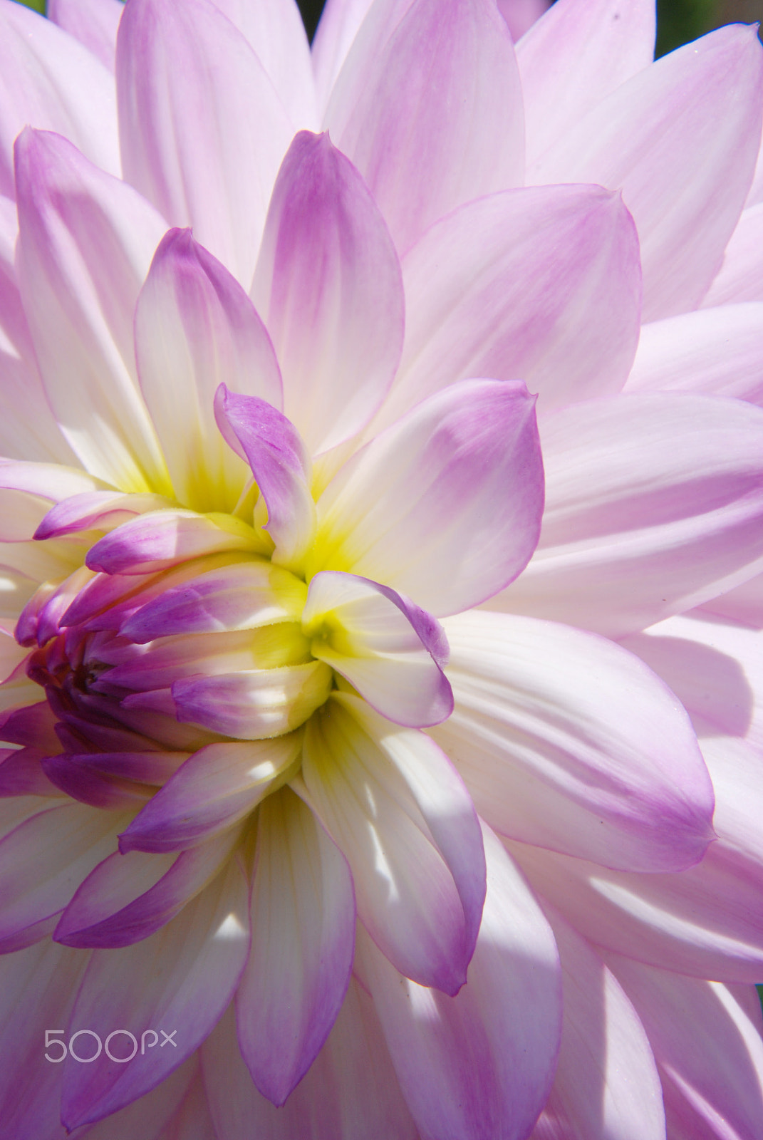 Nikon D80 sample photo. Blushing dahlia photography