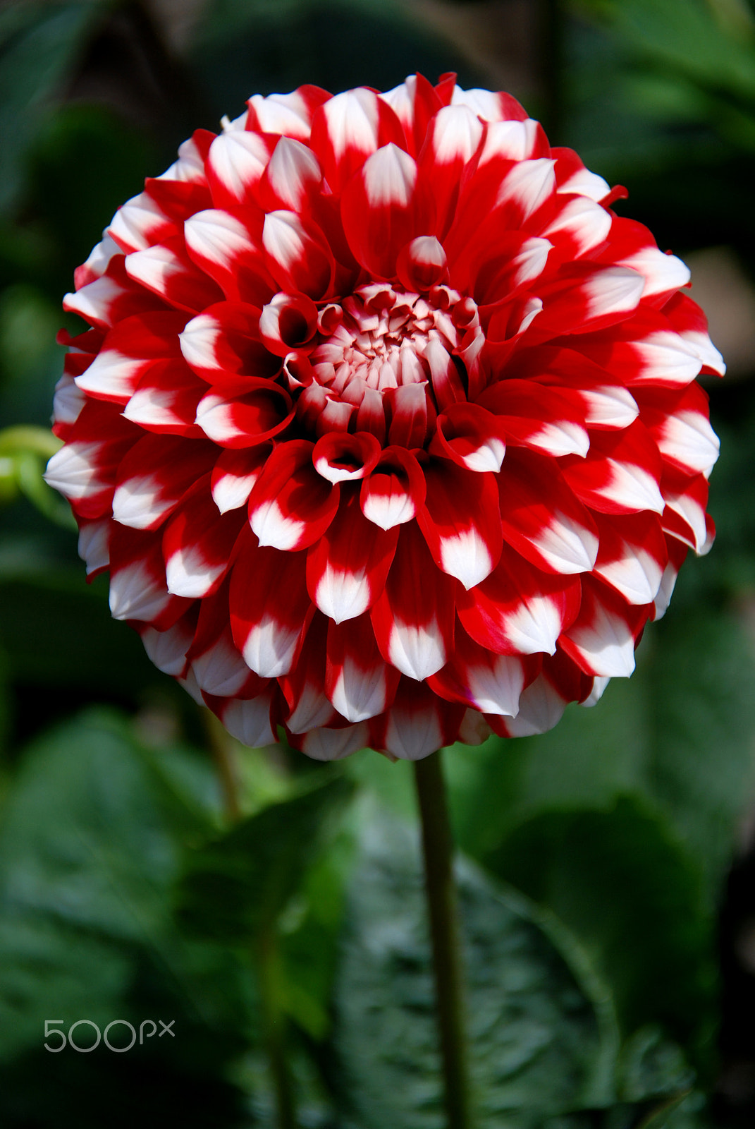 Nikon D80 sample photo. Spotted dahlia photography
