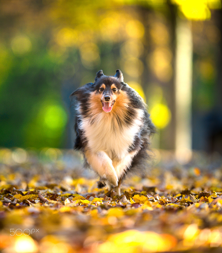 Nikon AF-S Nikkor 200mm F2G ED VR II sample photo. Enjoying autumn photography