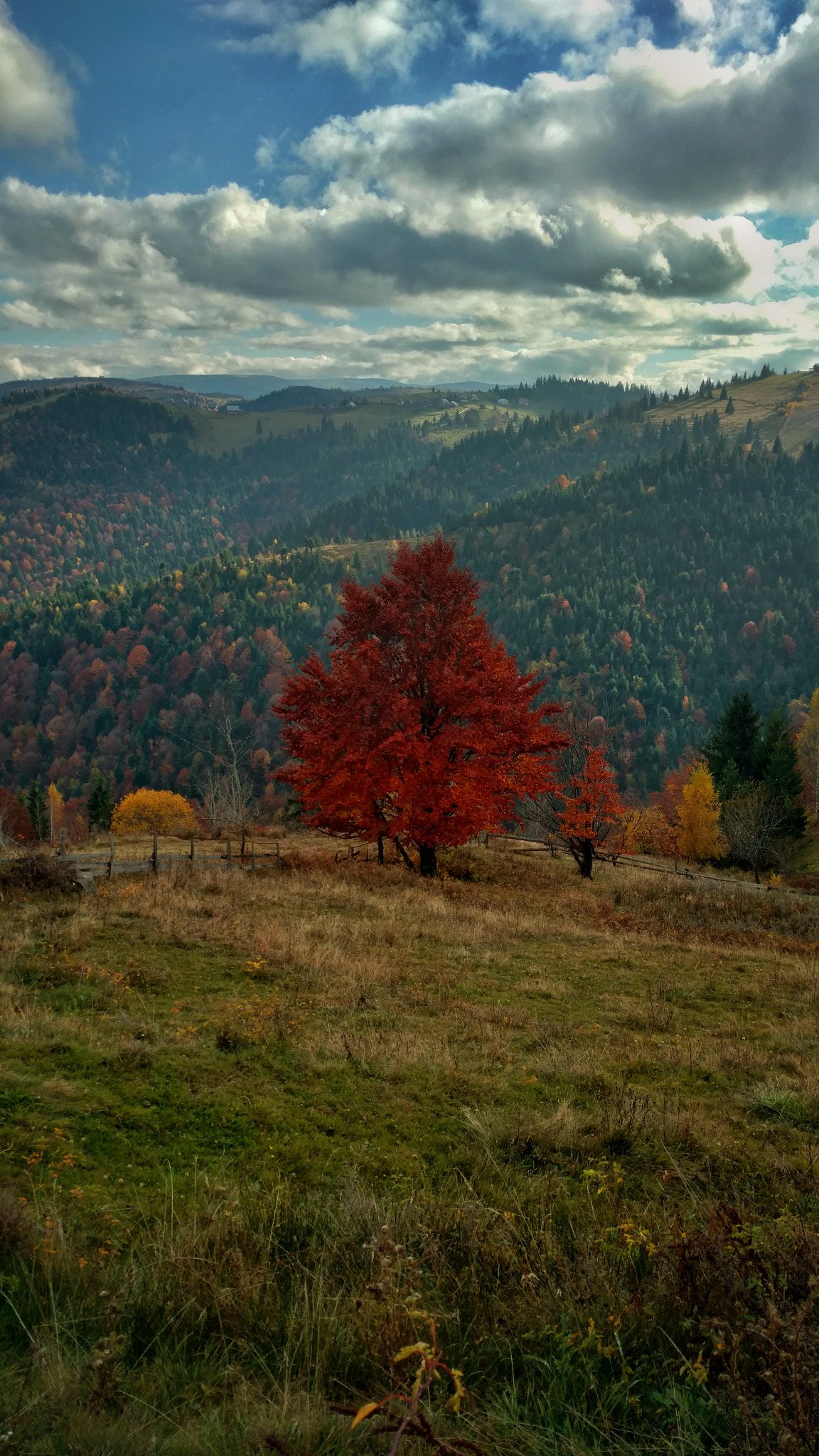 Motorola Moto X Pure Edition sample photo. Fall took over photography