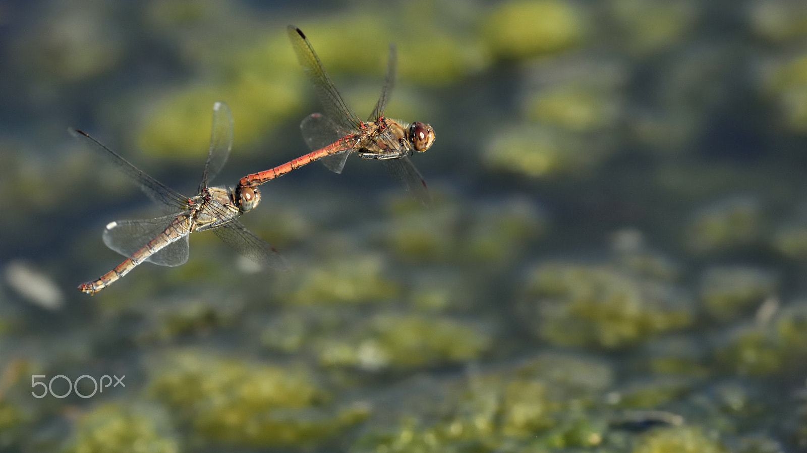 Nikon Nikkor AF-S 300mm F4E PF ED VR sample photo. Love parade... photography