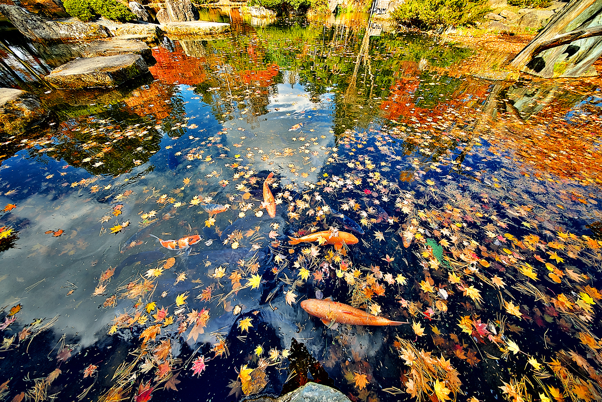 E 10mm F5.6 sample photo. Autumn carp 3 photography