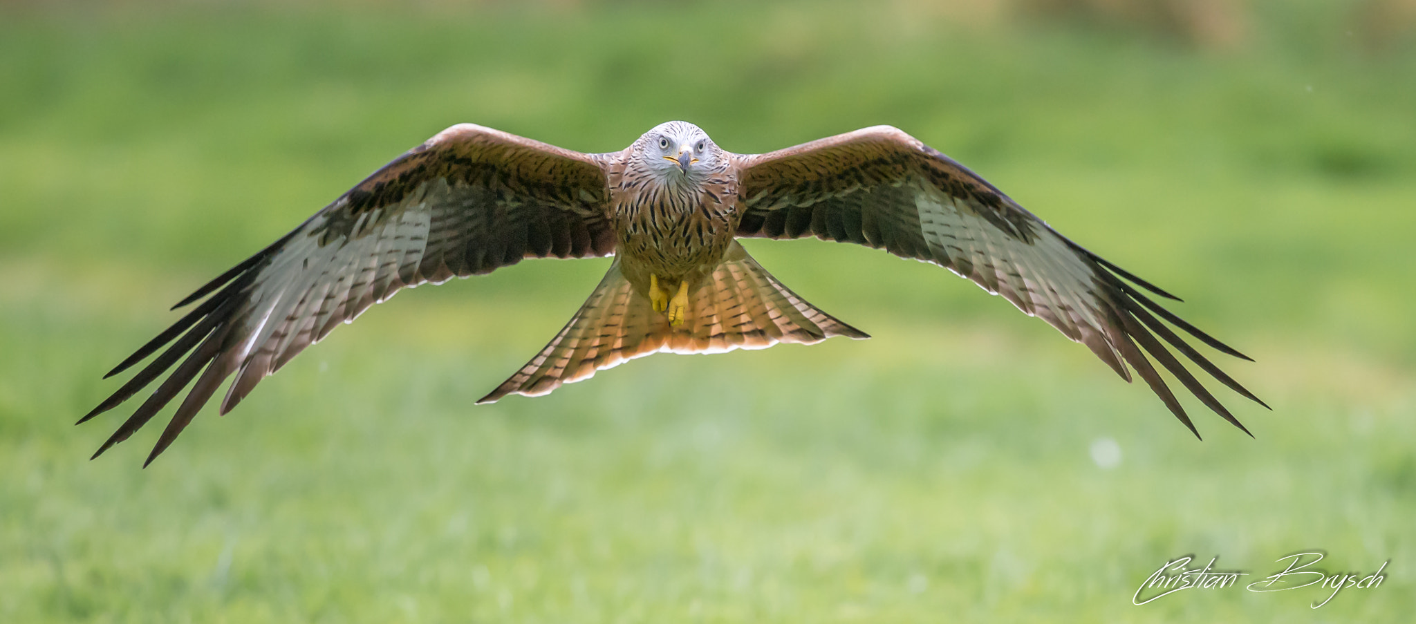 Canon EF 500mm F4L IS II USM sample photo. Red kite photography