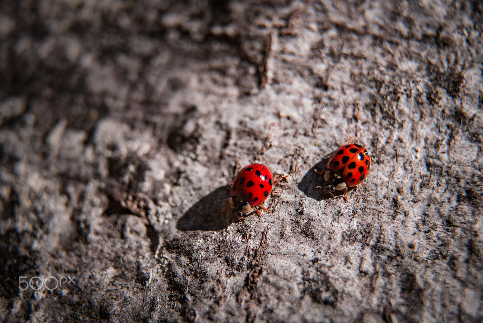 Nikon D800 sample photo. Ladybugs photography